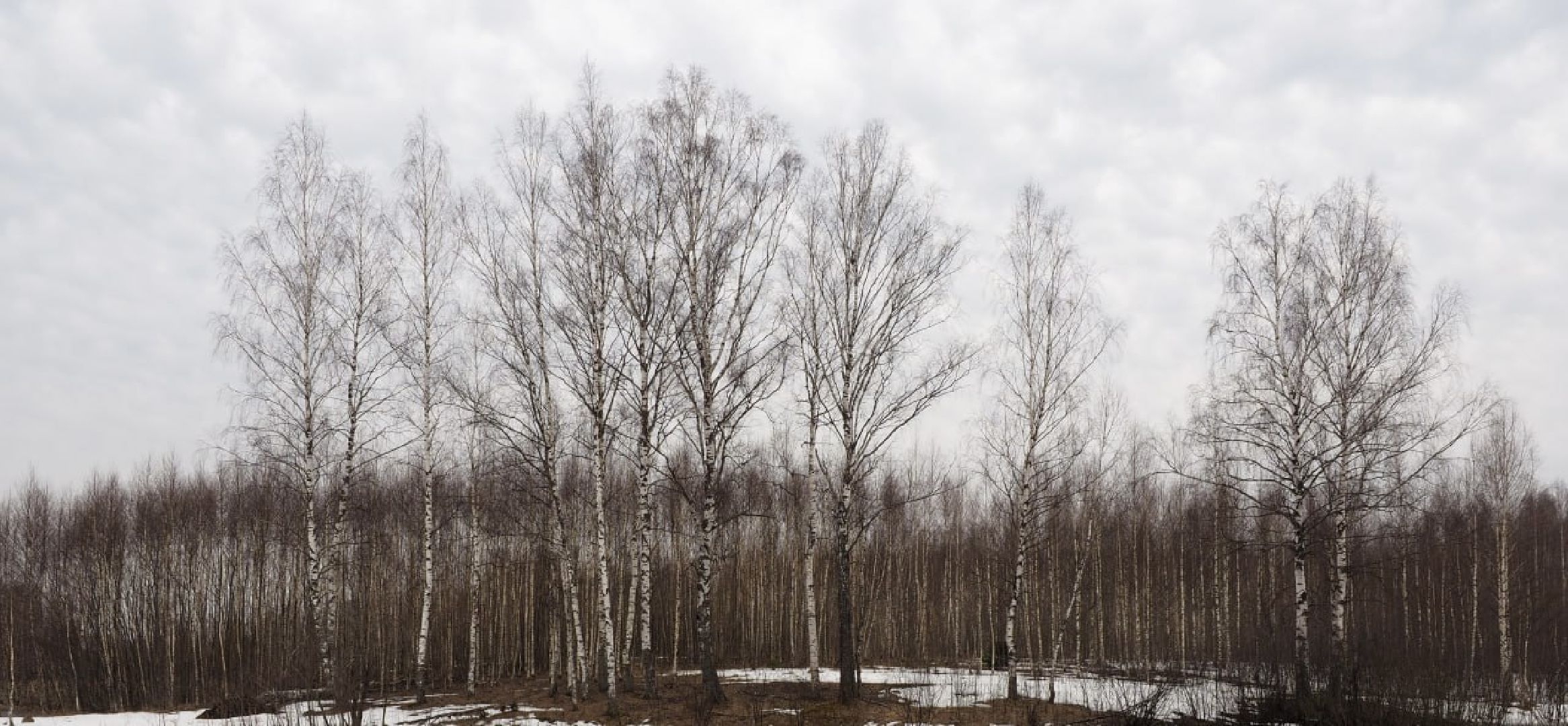 Сергиев Посад, Сергиево-Посадский городской округ, Экология, Весна, Природа