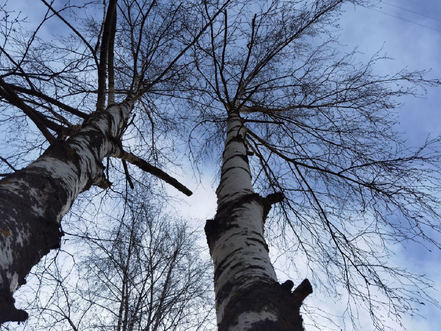 Сергиев Посад, Сергиево-Посадский городской округ, Экология, Весна, Природа