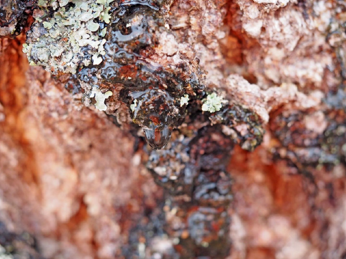 Сергиев Посад, Сергиево-Посадский городской округ, Экология, Весна, Природа