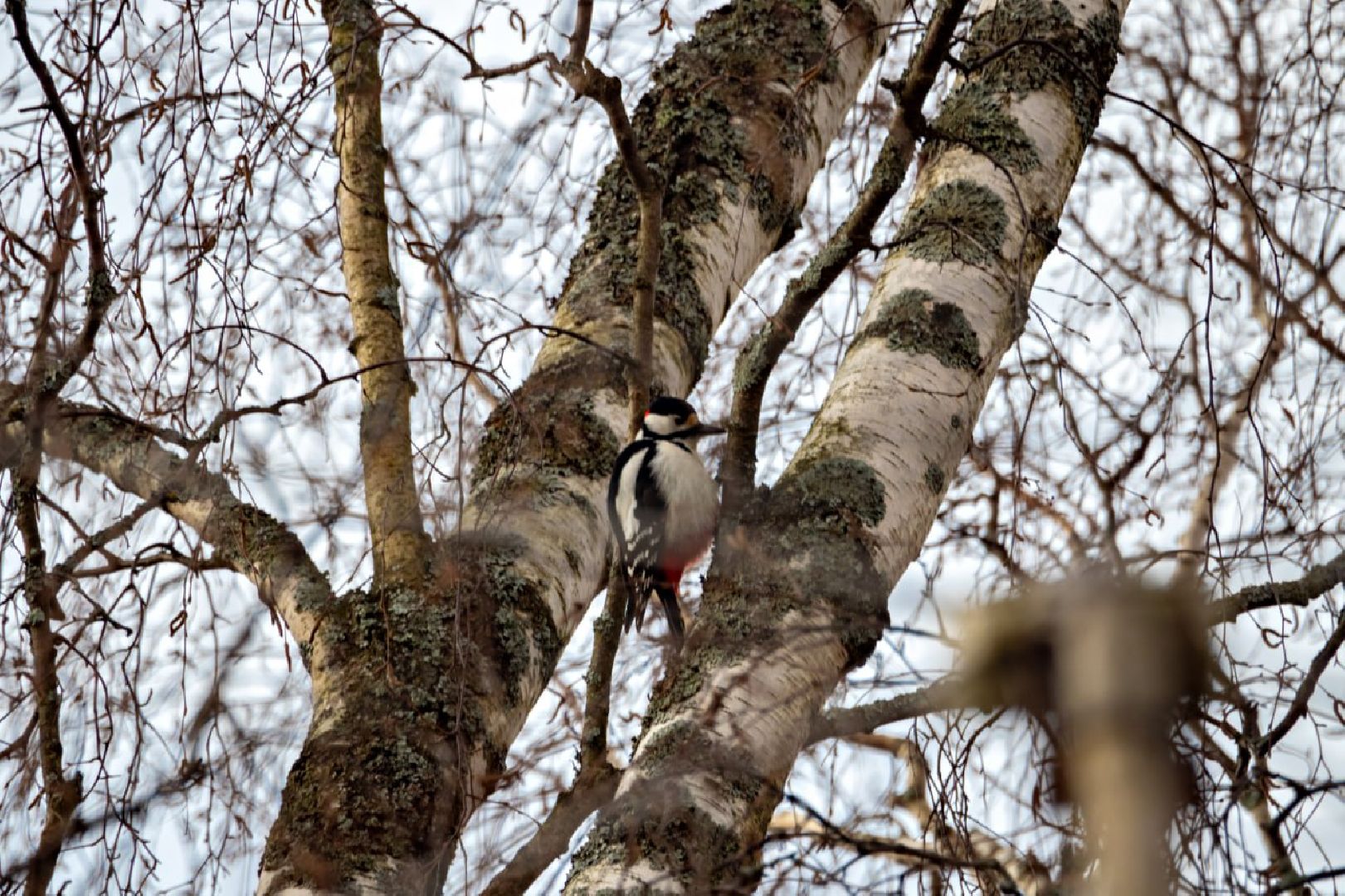 Сергиев Посад, Сергиево-Посадский городской округ, Экология, Весна, Природа