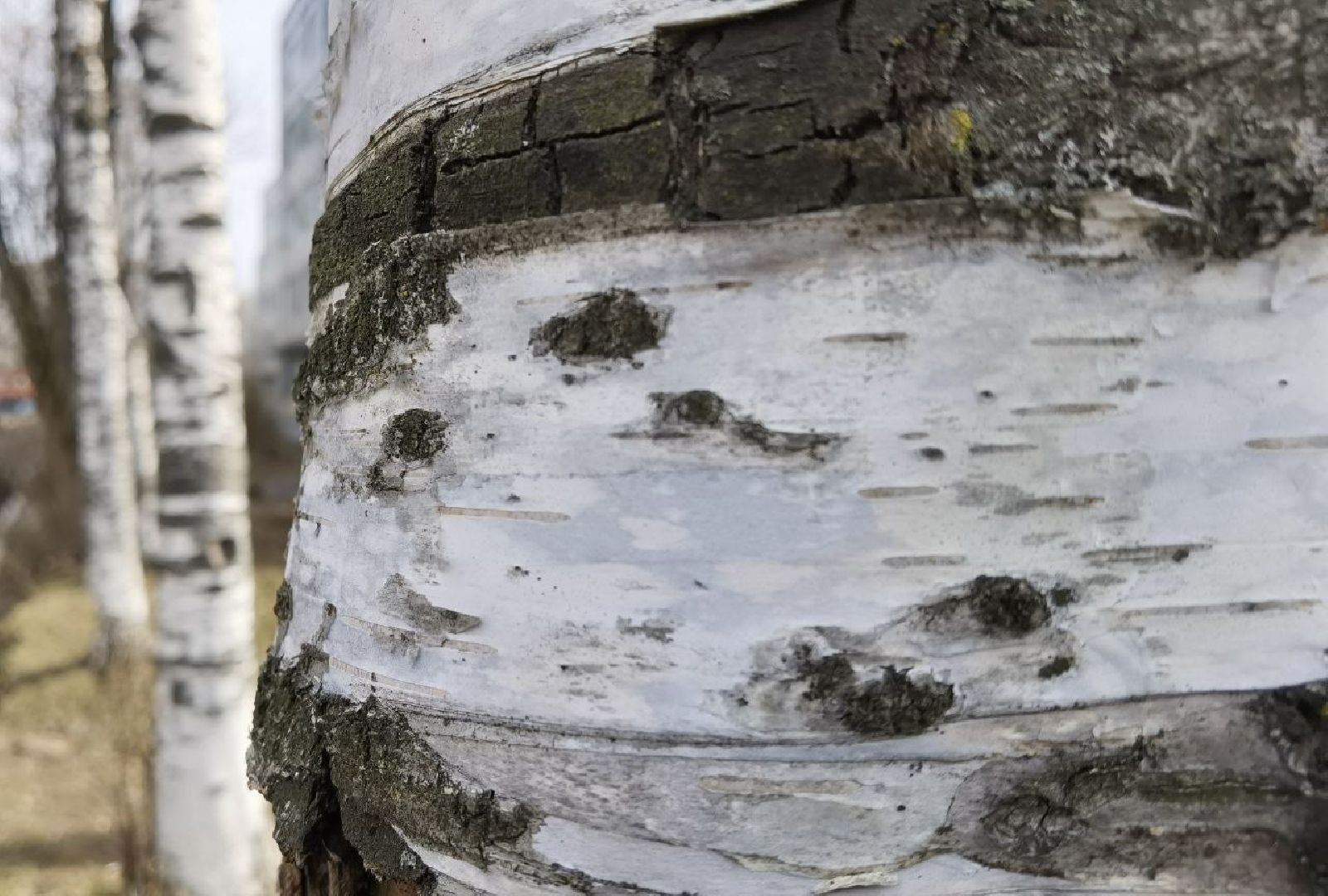 Сергиев Посад, Сергиево-Посадский городской округ, Экология, Весна, Природа