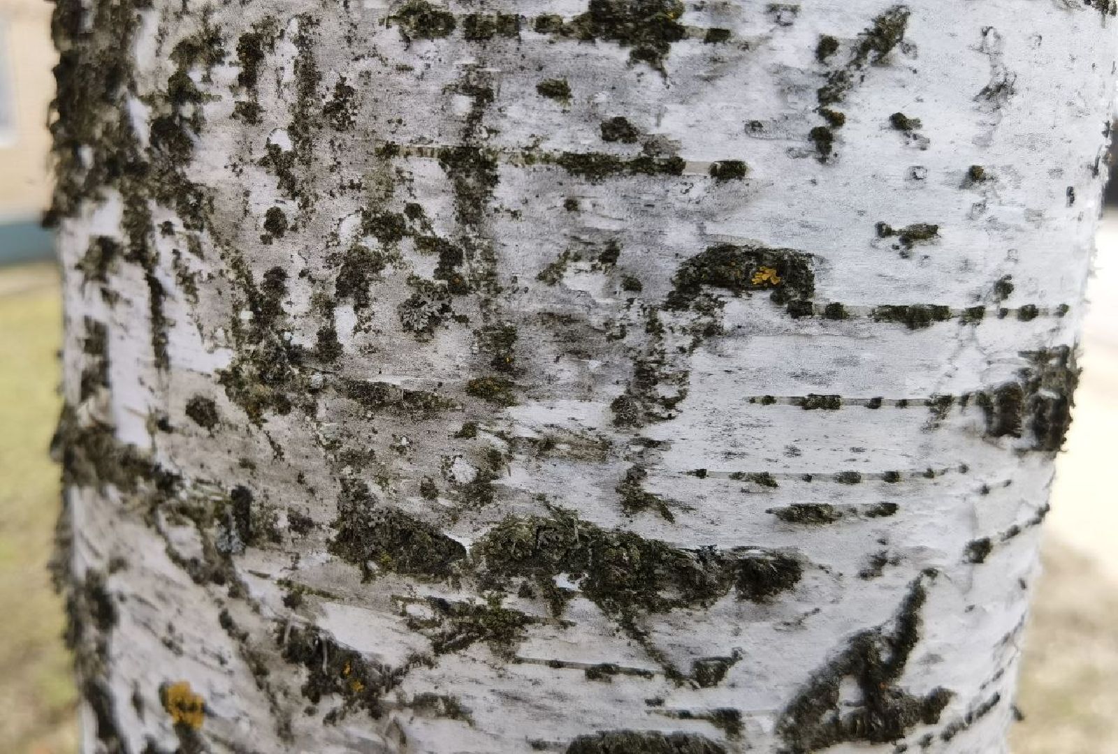 Сергиев Посад, Сергиево-Посадский городской округ, Экология, Весна, Природа