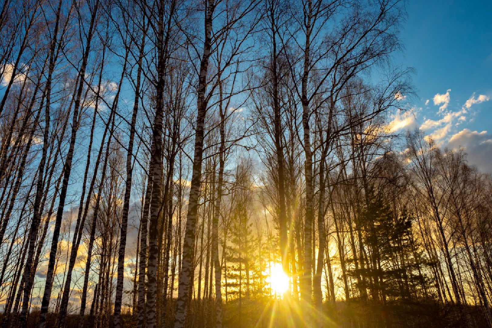 Сергиев Посад, Сергиево-Посадский городской округ, Экология, Весна, Природа