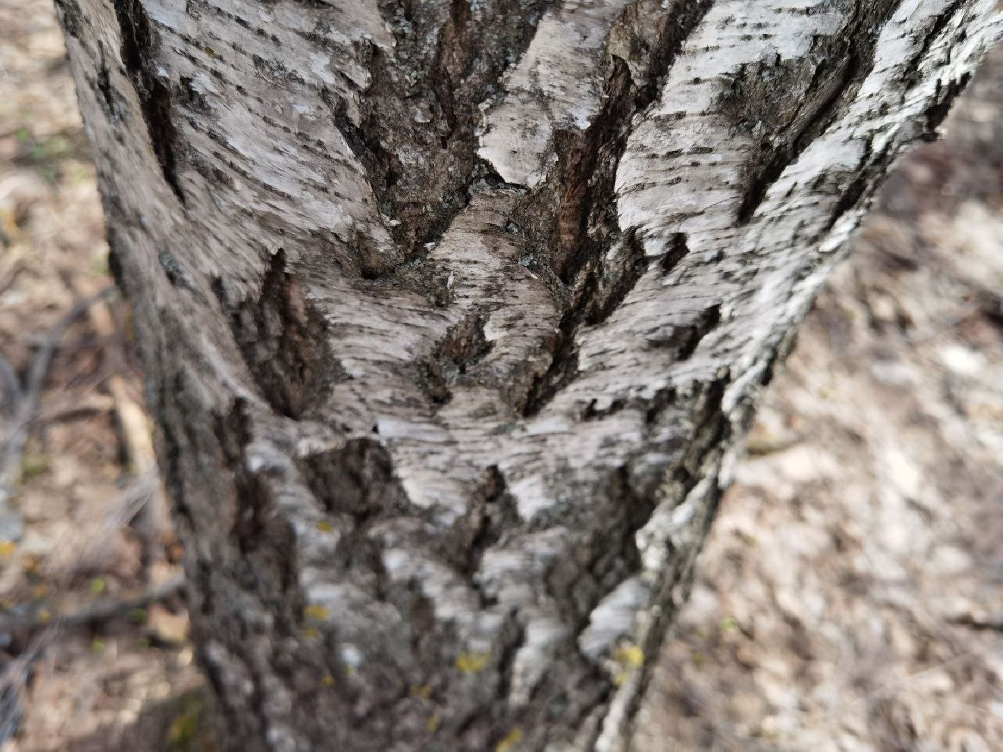 Сергиев Посад, Сергиево-Посадский городской округ, Экология, Весна, Природа