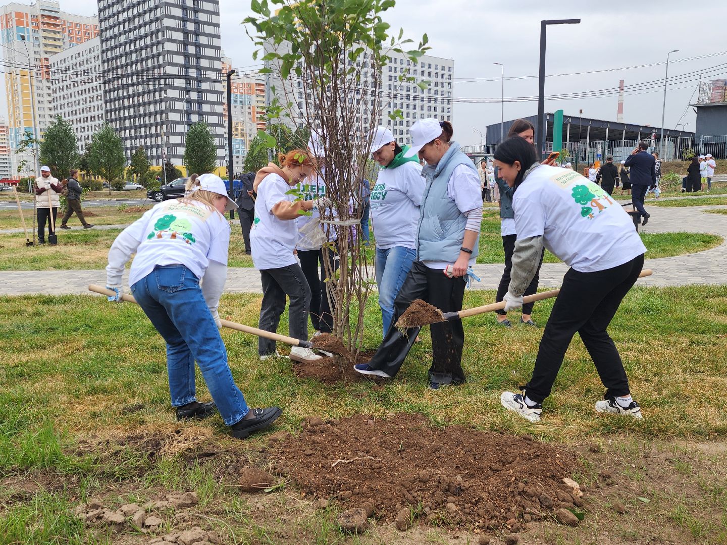 высадка деревьев,
