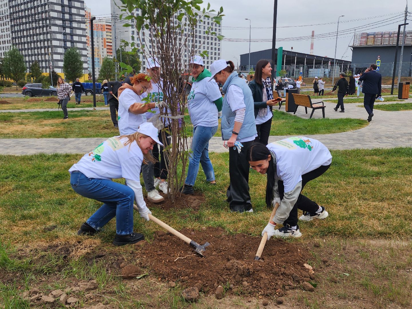 высадка деревьев,