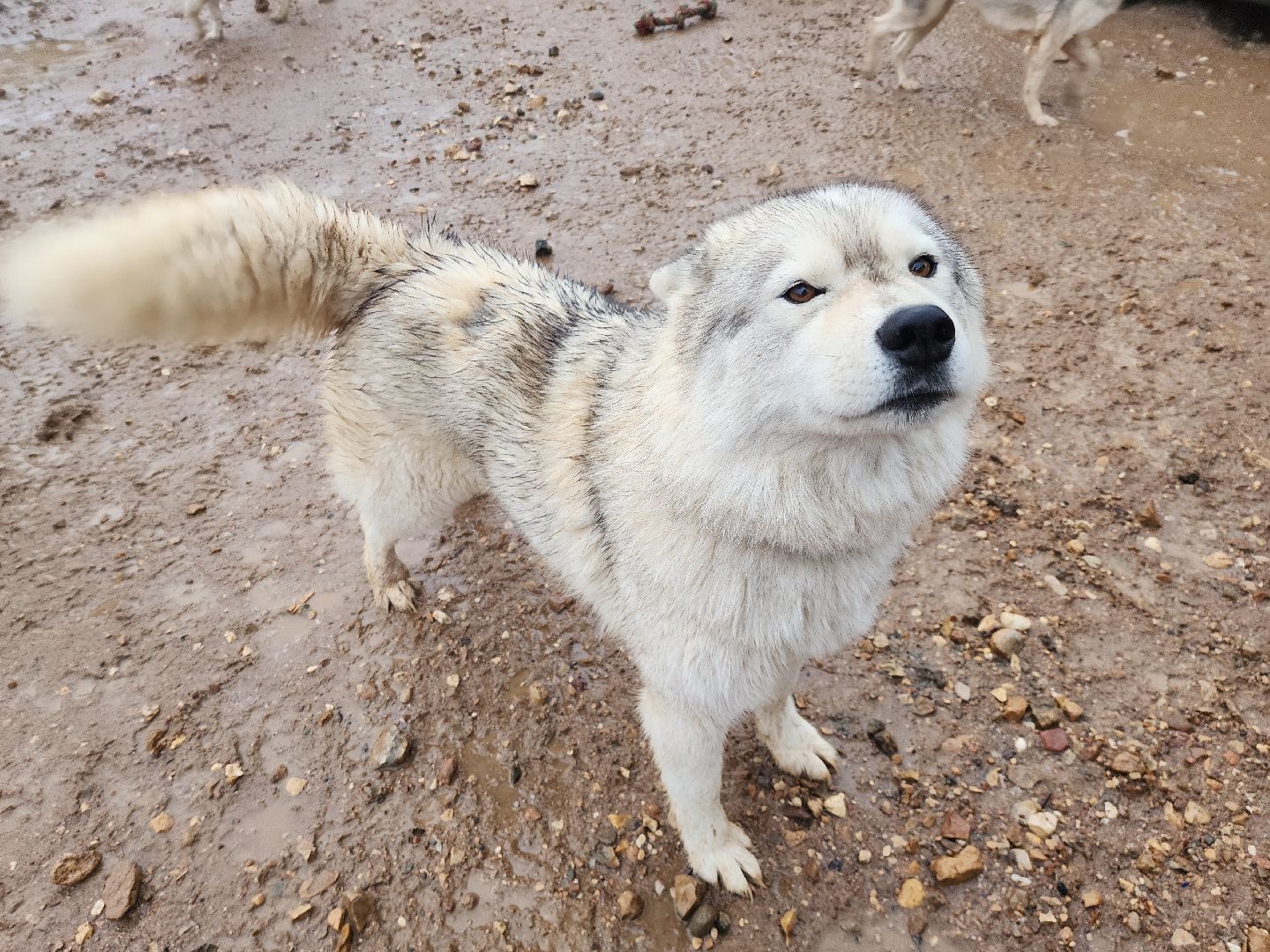 хаски, рузская аляска, реабилитация собак, руза, рузский городской округ, московская область, подмосковье,