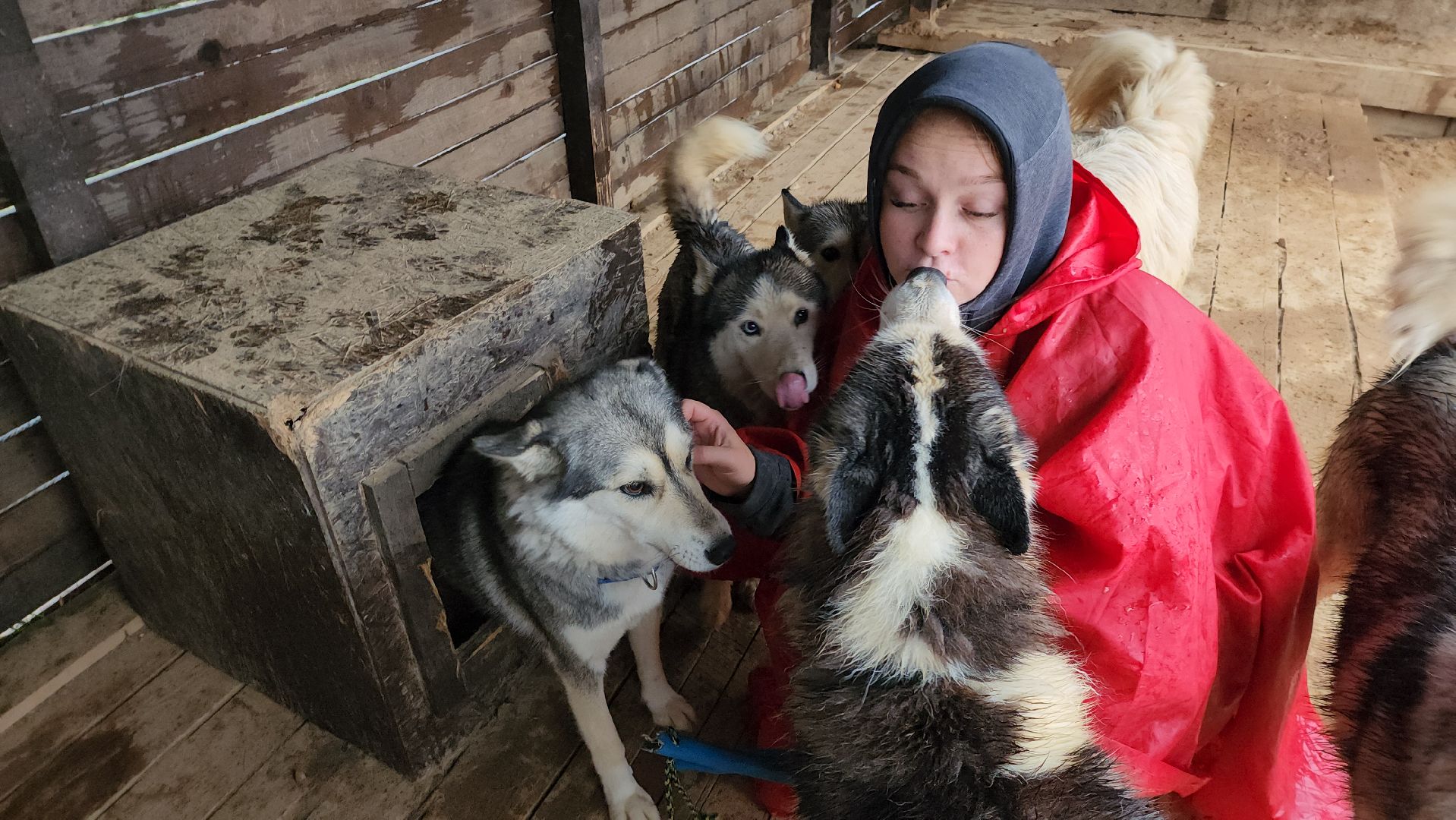 хаски, рузская аляска, реабилитация собак, руза, рузский городской округ, московская область, подмосковье,