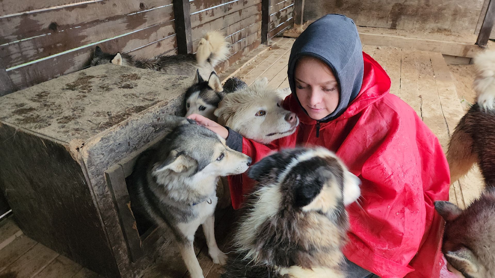 хаски, рузская аляска, реабилитация собак, руза, рузский городской округ, московская область, подмосковье,