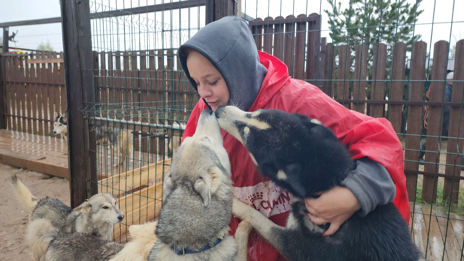 хаски, рузская аляска, реабилитация собак, руза, рузский городской округ, московская область, подмосковье,