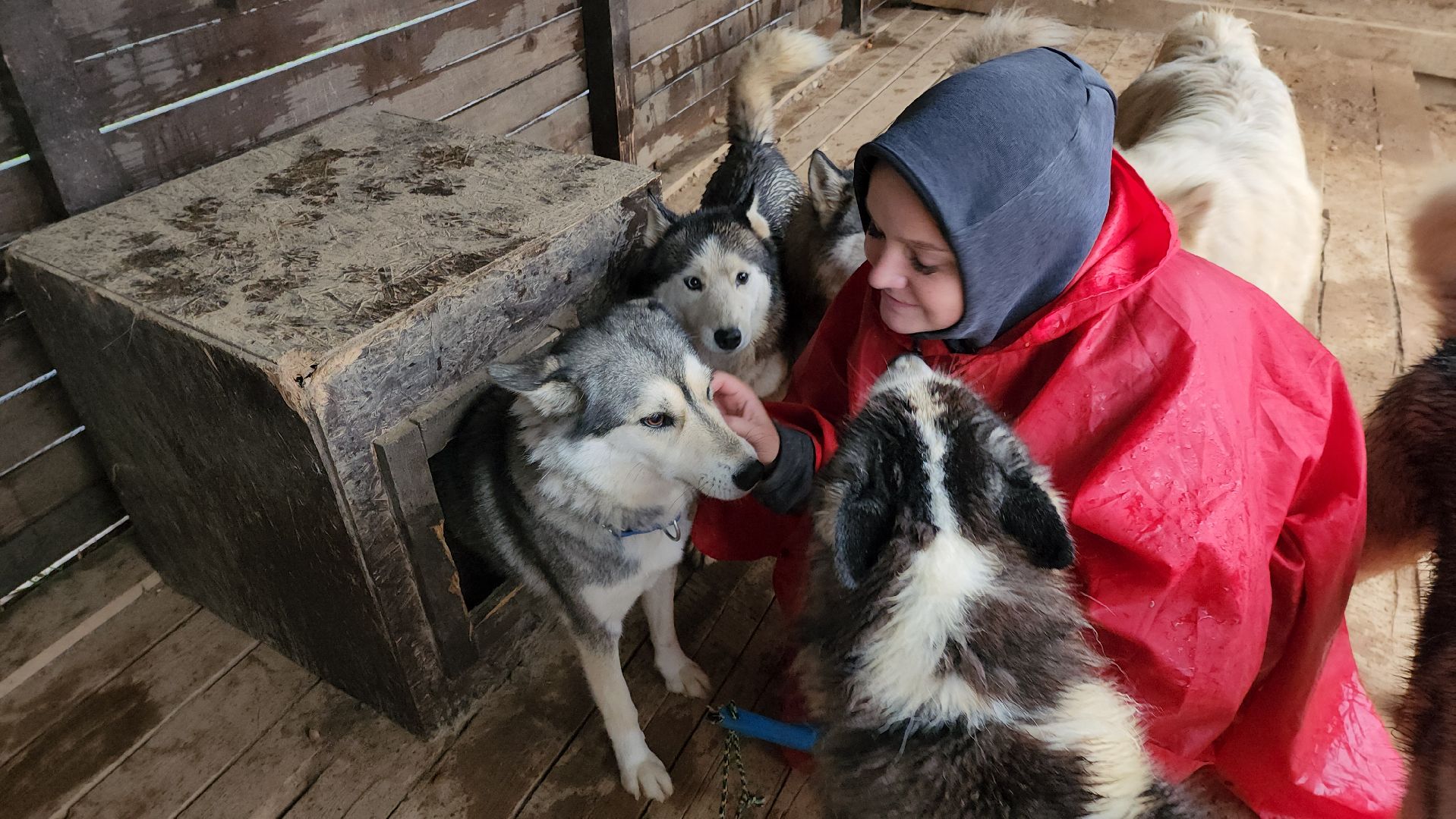 хаски, рузская аляска, реабилитация собак, руза, рузский городской округ, московская область, подмосковье,