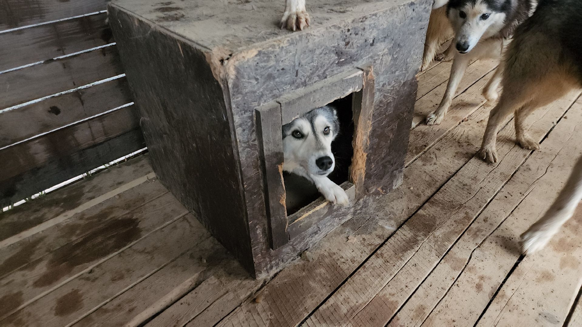 хаски, рузская аляска, реабилитация собак, руза, рузский городской округ, московская область, подмосковье,