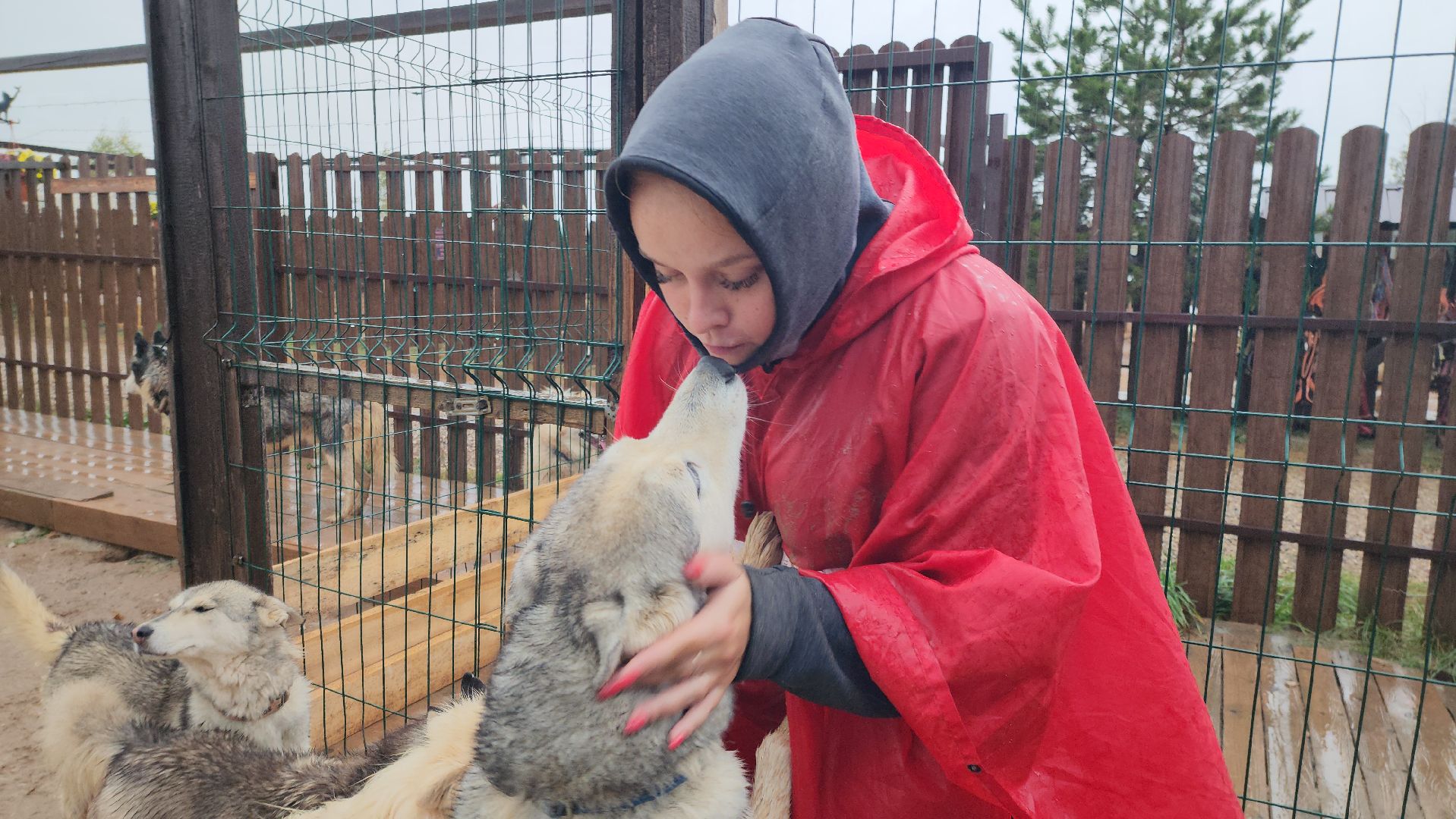 хаски, рузская аляска, реабилитация собак, руза, рузский городской округ, московская область, подмосковье,