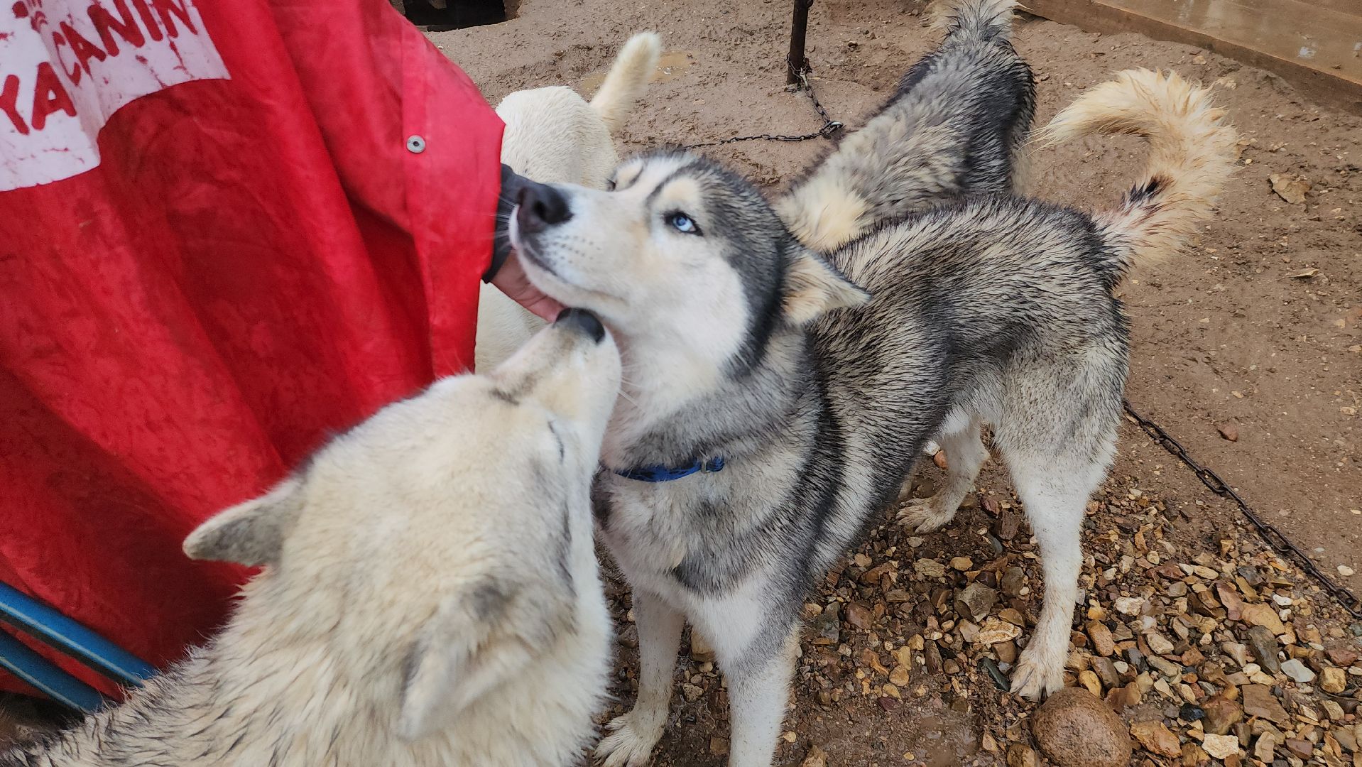 хаски, рузская аляска, реабилитация собак, руза, рузский городской округ, московская область, подмосковье,