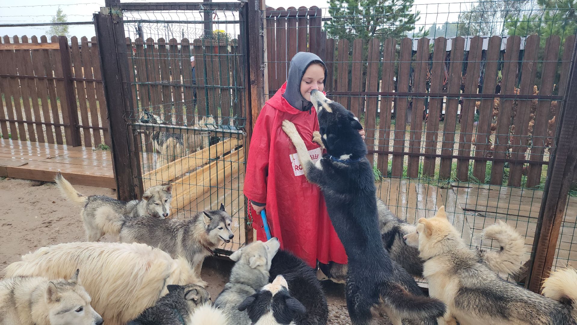 хаски, рузская аляска, реабилитация собак, руза, рузский городской округ, московская область, подмосковье,