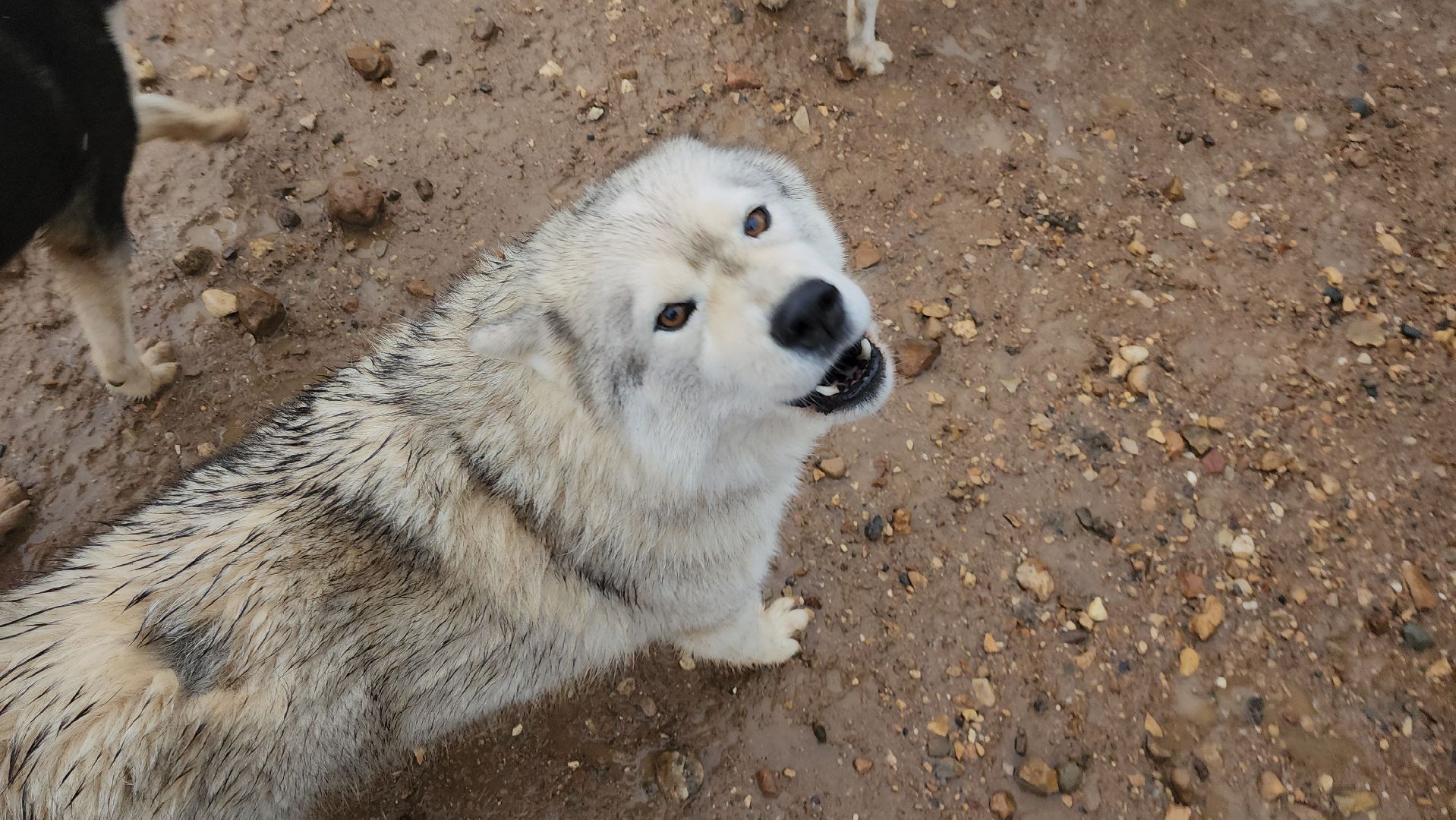 хаски, рузская аляска, реабилитация собак, руза, рузский городской округ, московская область, подмосковье,