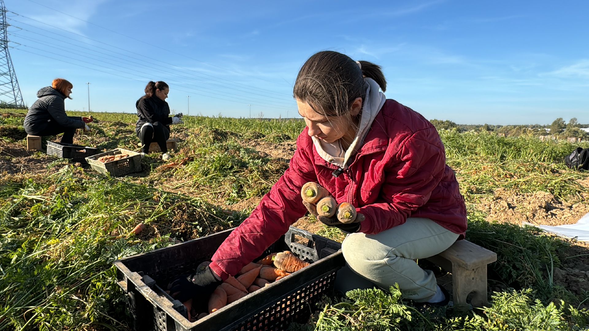 ВНИИССОК, Федеральный центр овощеводства, Селекционеры Одинцова,