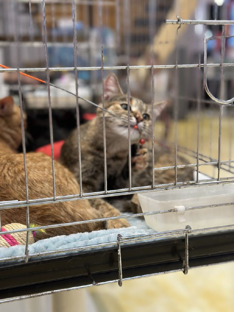 благотворительая акция, бездомные животные, пристройство, кошки, собаки, волонтерство, приют для животных,добрые дела,