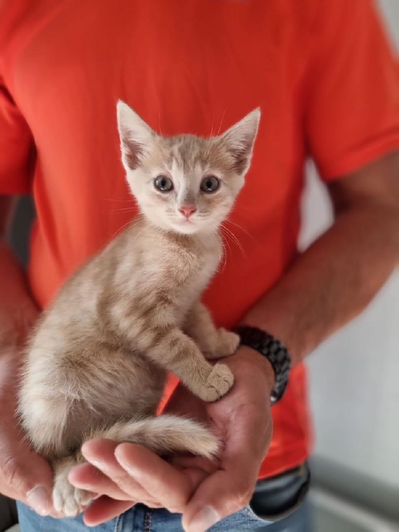 благотворительая акция, бездомные животные, пристройство, кошки, собаки, волонтерство, приют для животных,добрые дела,