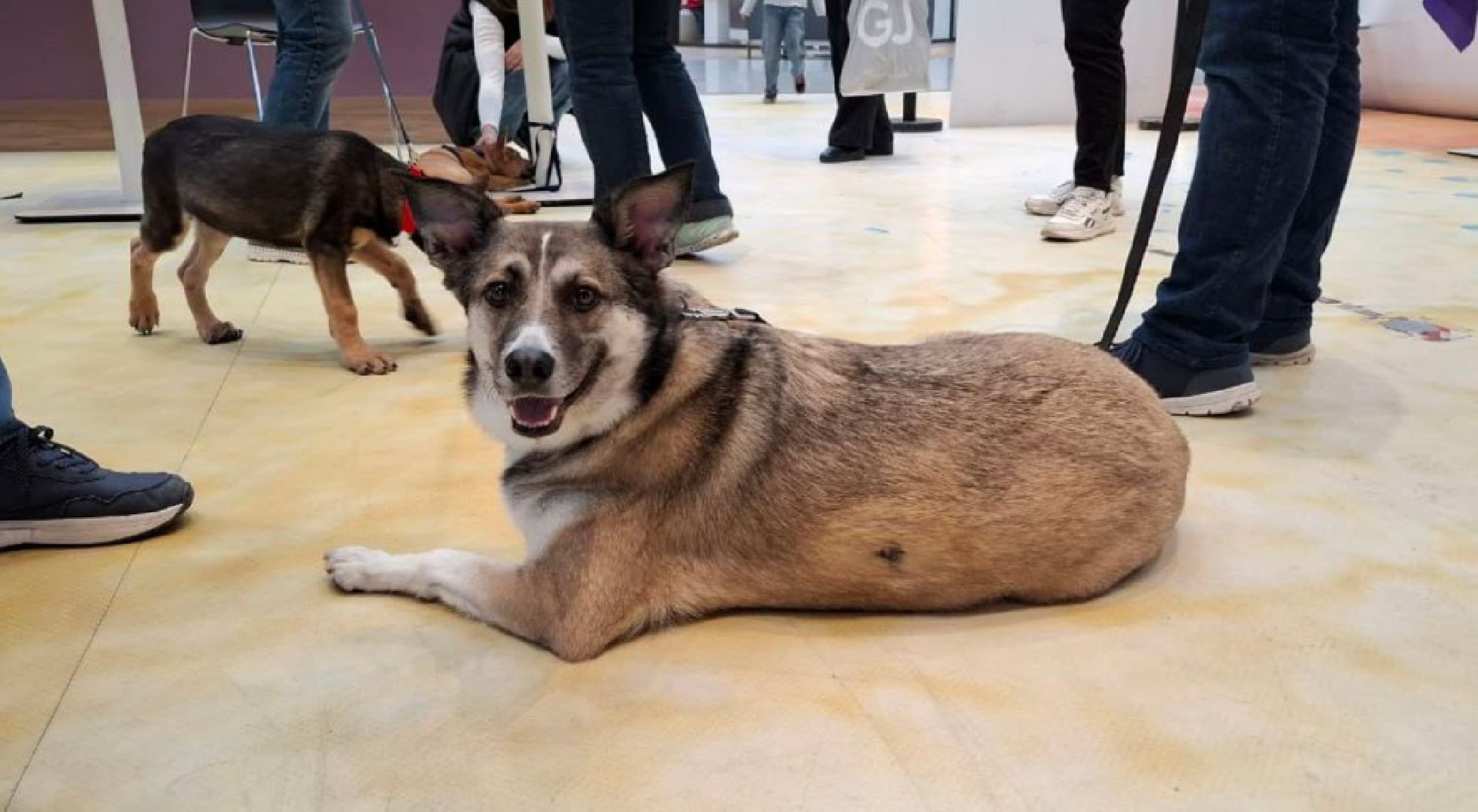 благотворительая акция, бездомные животные, пристройство, кошки, собаки, волонтерство, приют для животных,добрые дела,