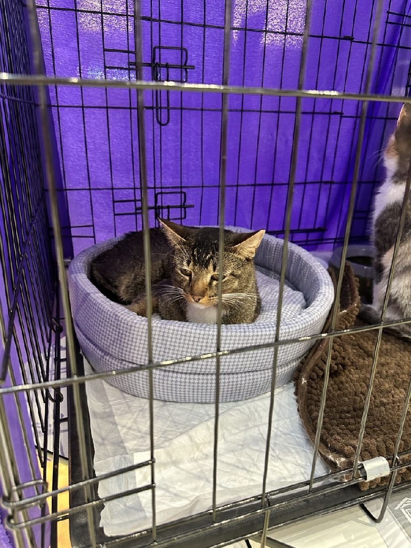 благотворительая акция, бездомные животные, пристройство, кошки, собаки, волонтерство, приют для животных,добрые дела,