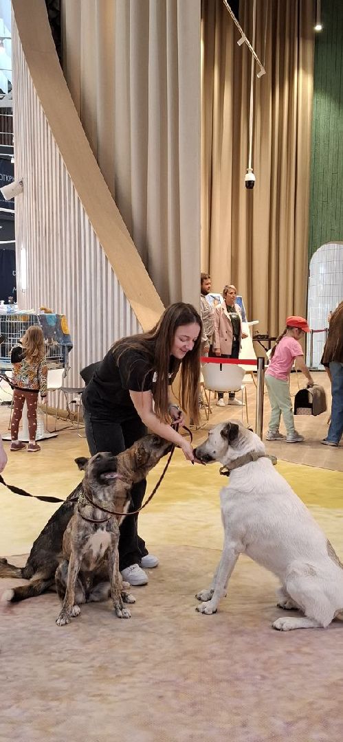 благотворительая акция, бездомные животные, пристройство, кошки, собаки, волонтерство, приют для животных,добрые дела,