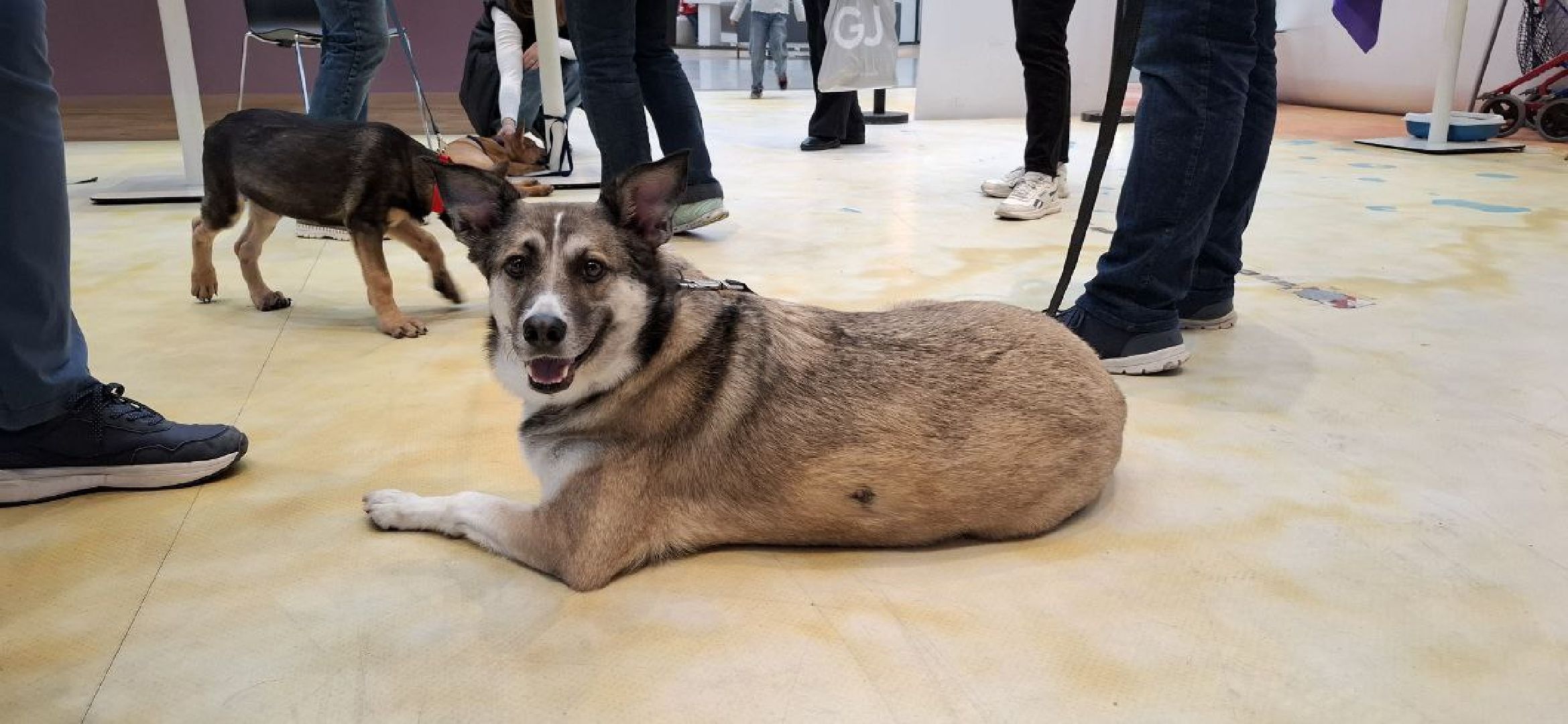 благотворительая акция, бездомные животные, пристройство, кошки, собаки, волонтерство, приют для животных,добрые дела,