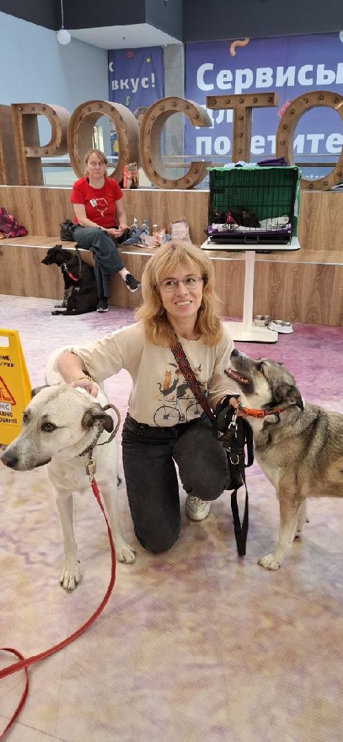 благотворительая акция, бездомные животные, пристройство, кошки, собаки, волонтерство, приют для животных,добрые дела,