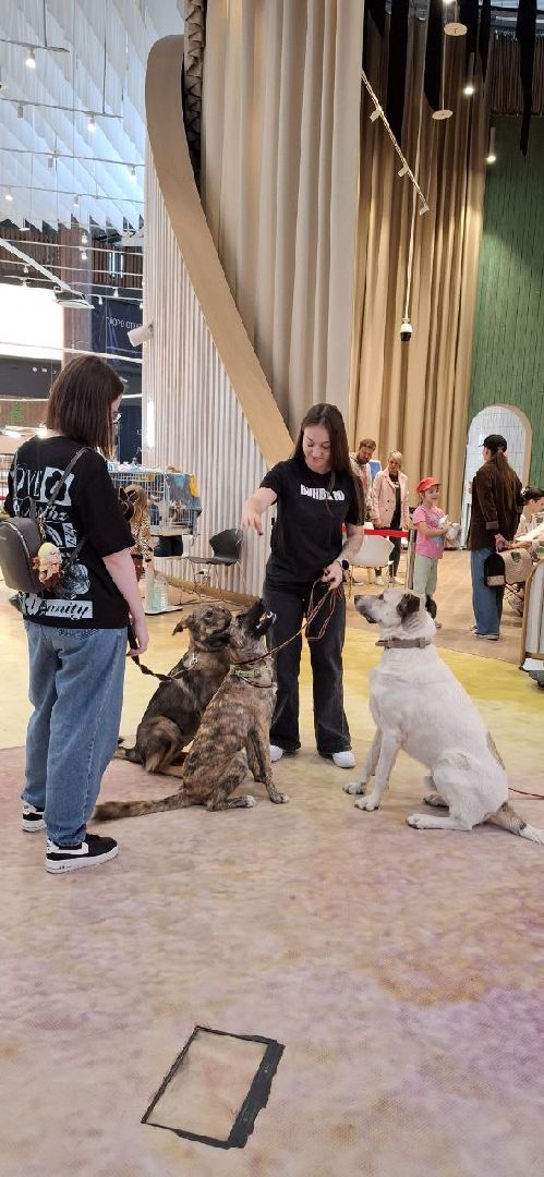 благотворительая акция, бездомные животные, пристройство, кошки, собаки, волонтерство, приют для животных,добрые дела,