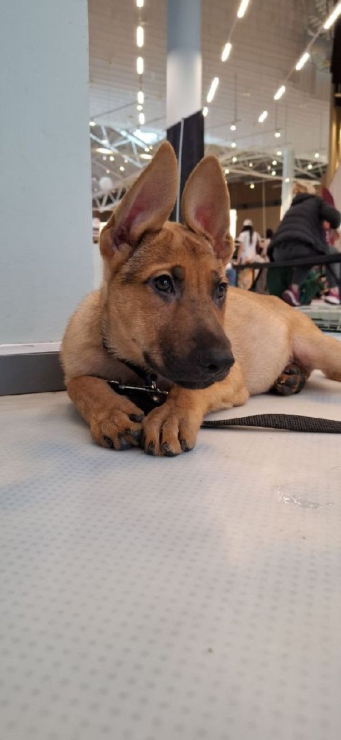 благотворительая акция, бездомные животные, пристройство, кошки, собаки, волонтерство, приют для животных,добрые дела,