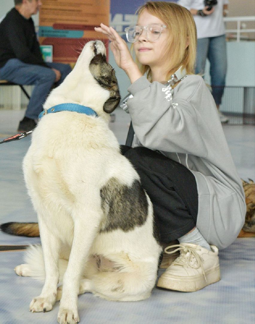 благотворительая акция, бездомные животные, пристройство, кошки, собаки, волонтерство, приют для животных,добрые дела,