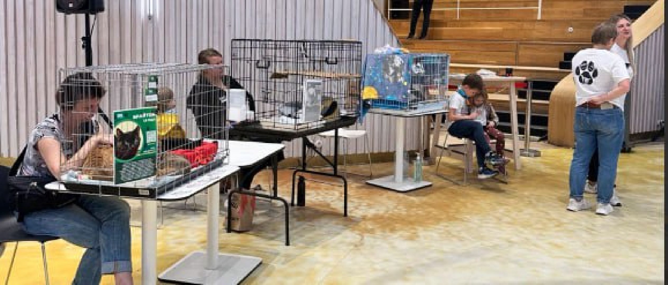 благотворительая акция, бездомные животные, пристройство, кошки, собаки, волонтерство, приют для животных,добрые дела,