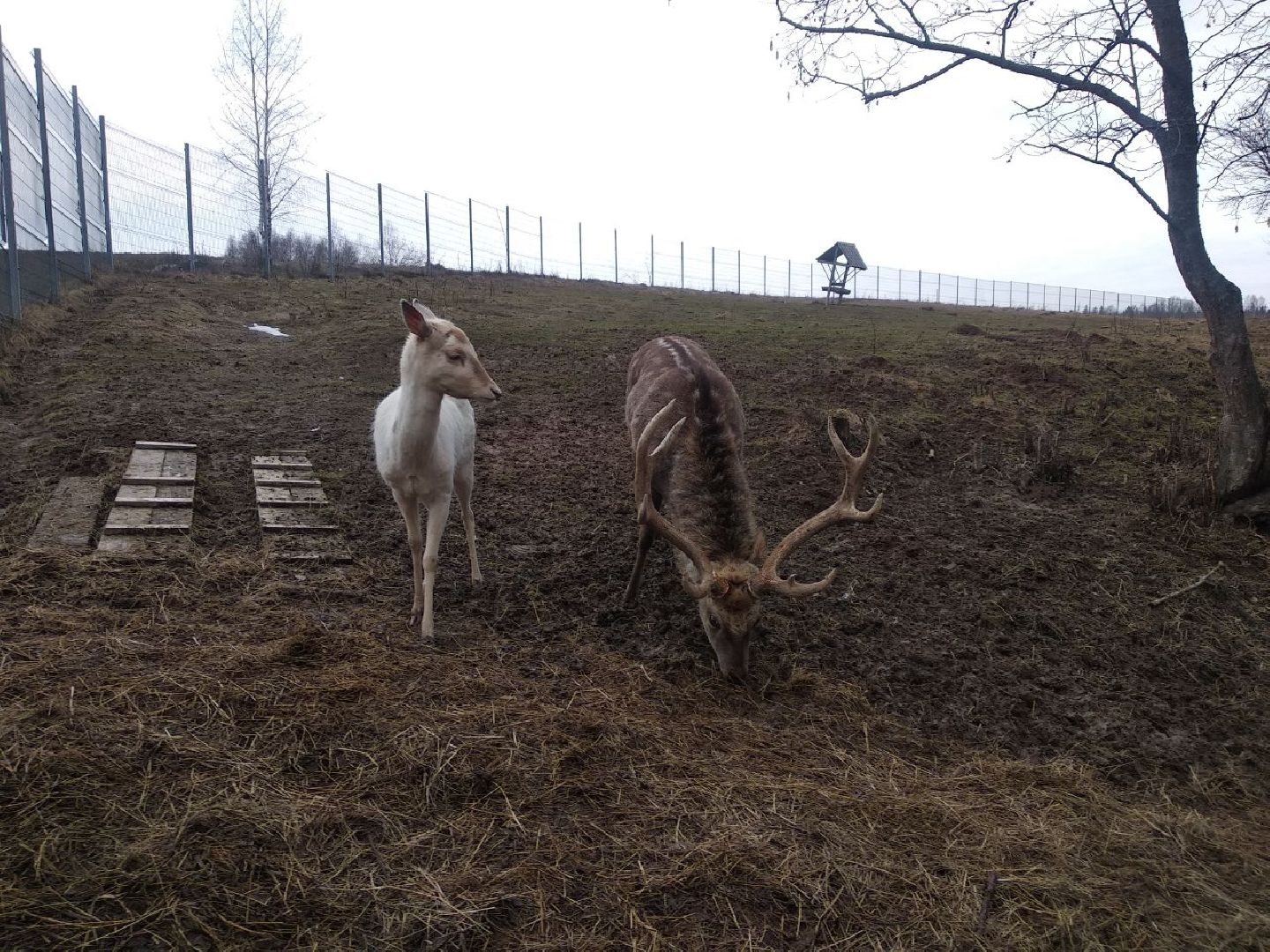 Дмитров, зооферма Шихово, экотуризм