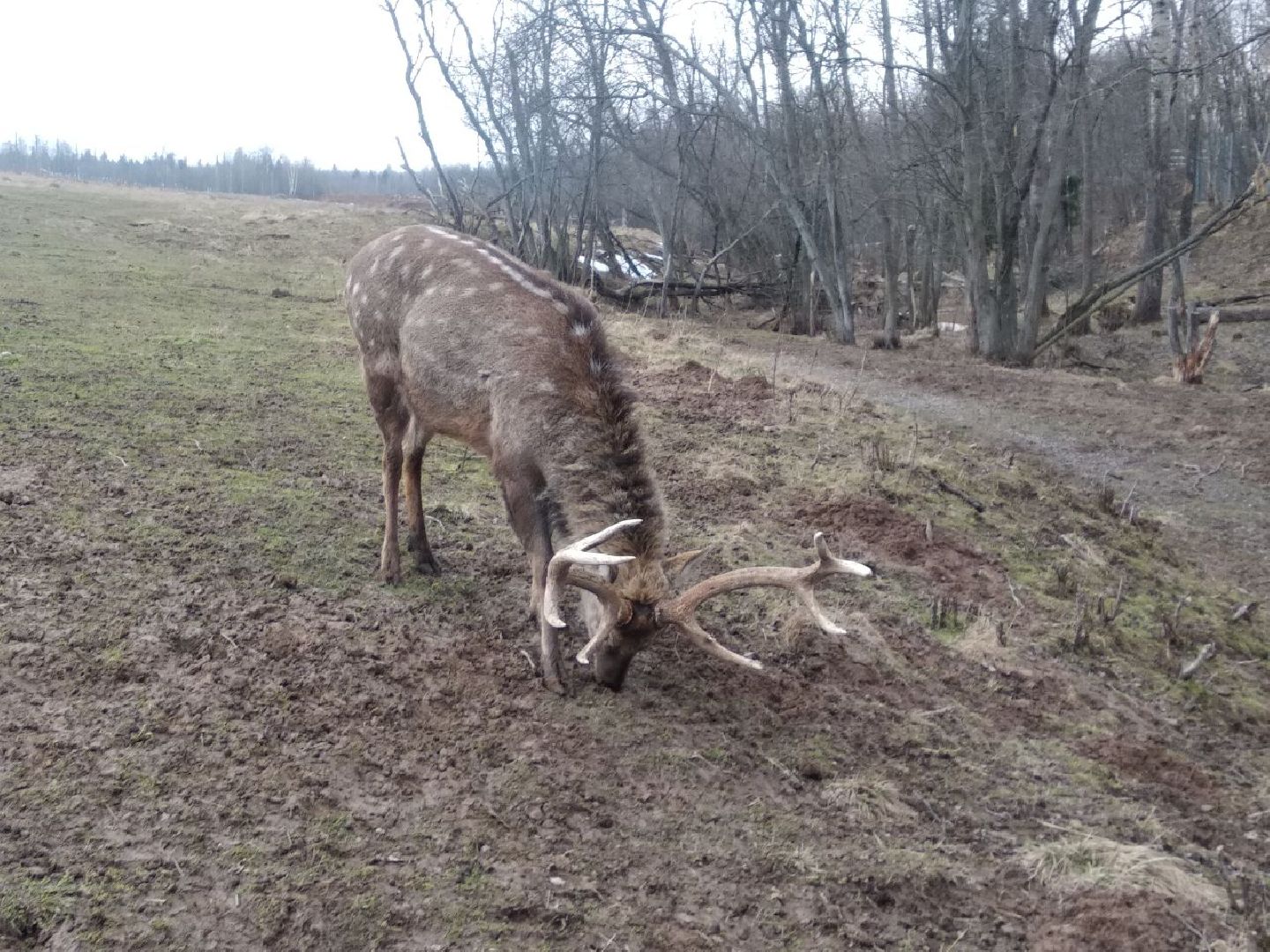 Дмитров, зооферма Шихово, экотуризм