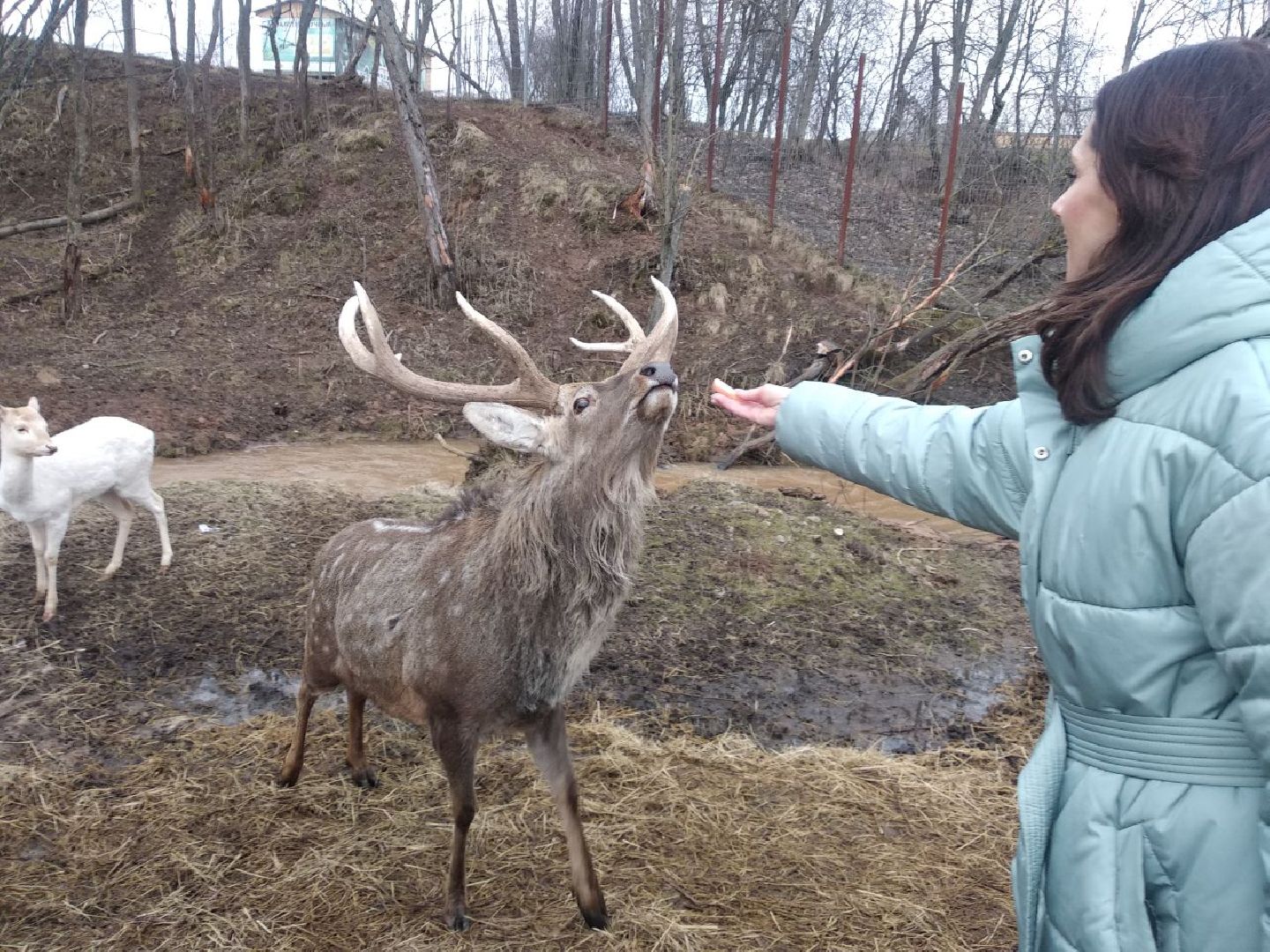 Дмитров, зооферма Шихово, экотуризм