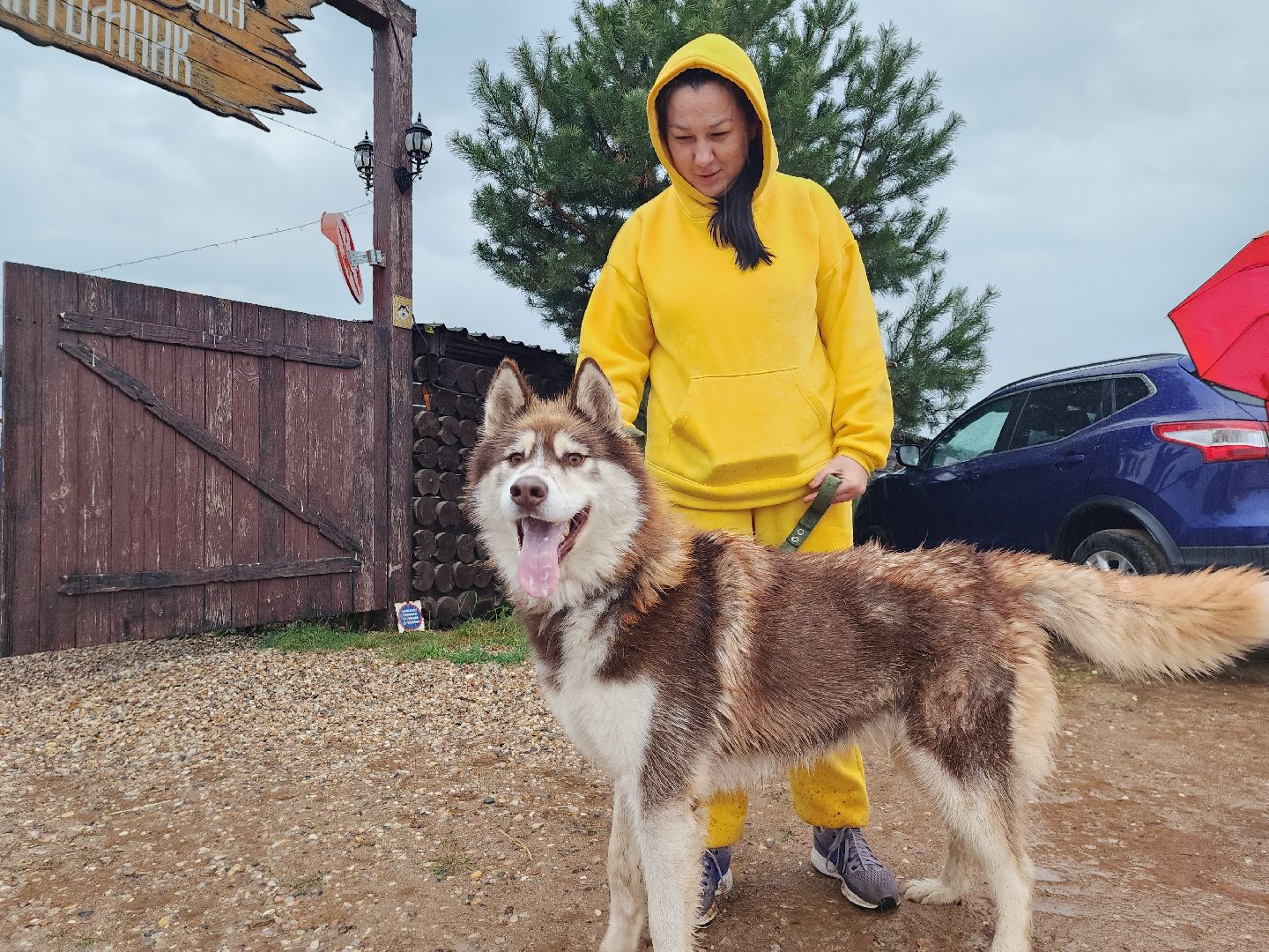 хаски, хаски-деревня, рузская аляска, руза бти, рузский городской округ, московская область, благотворительность, волонтерство,