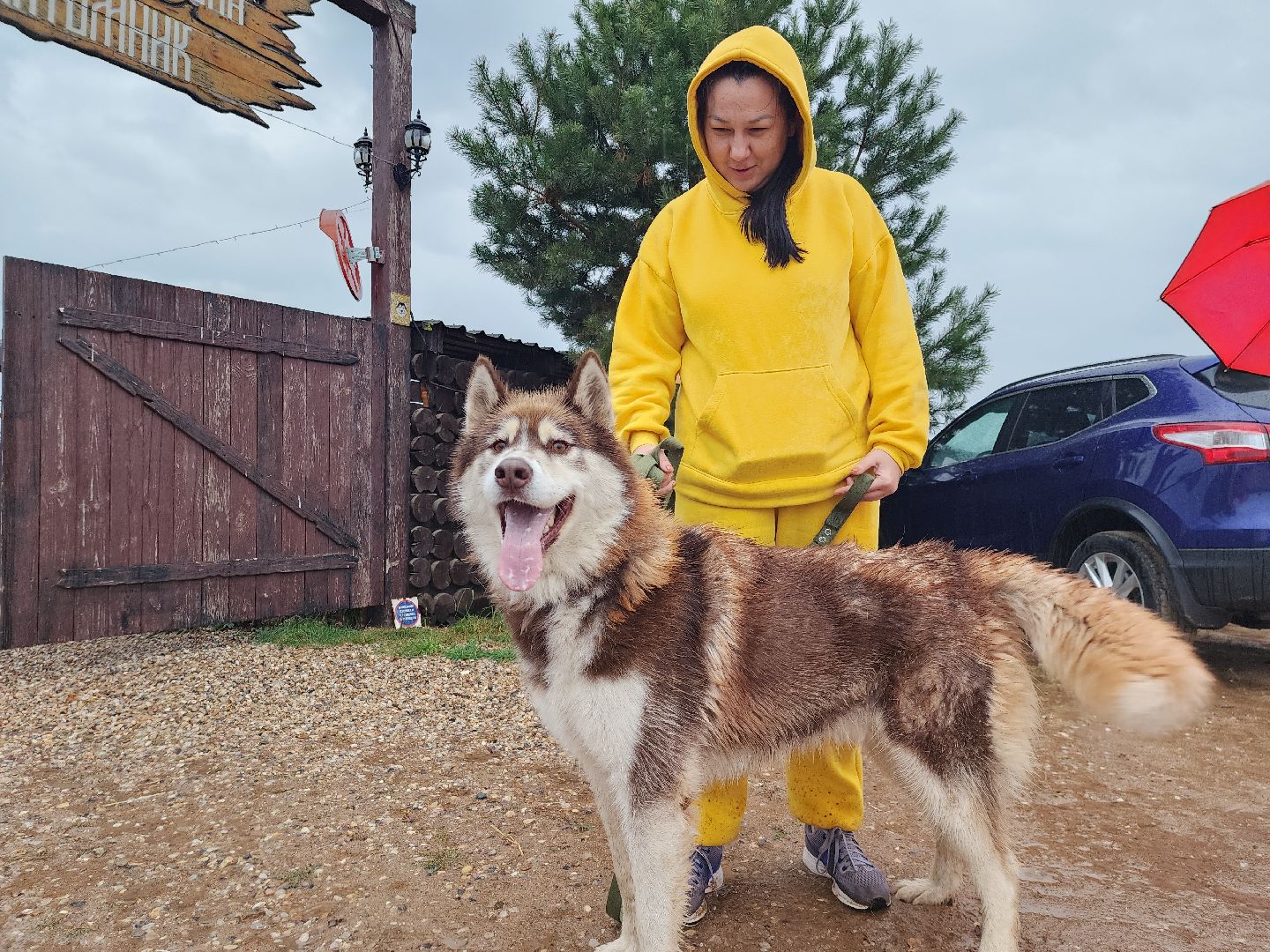 хаски, хаски-деревня, рузская аляска, руза бти, рузский городской округ, московская область, благотворительность, волонтерство,