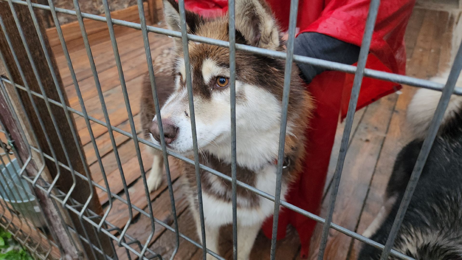 хаски, хаски-деревня, рузская аляска, руза бти, рузский городской округ, московская область, благотворительность, волонтерство,