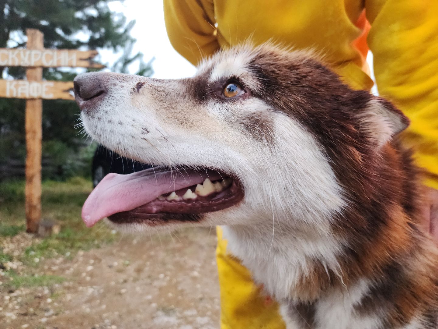 хаски, хаски-деревня, рузская аляска, руза бти, рузский городской округ, московская область, благотворительность, волонтерство,
