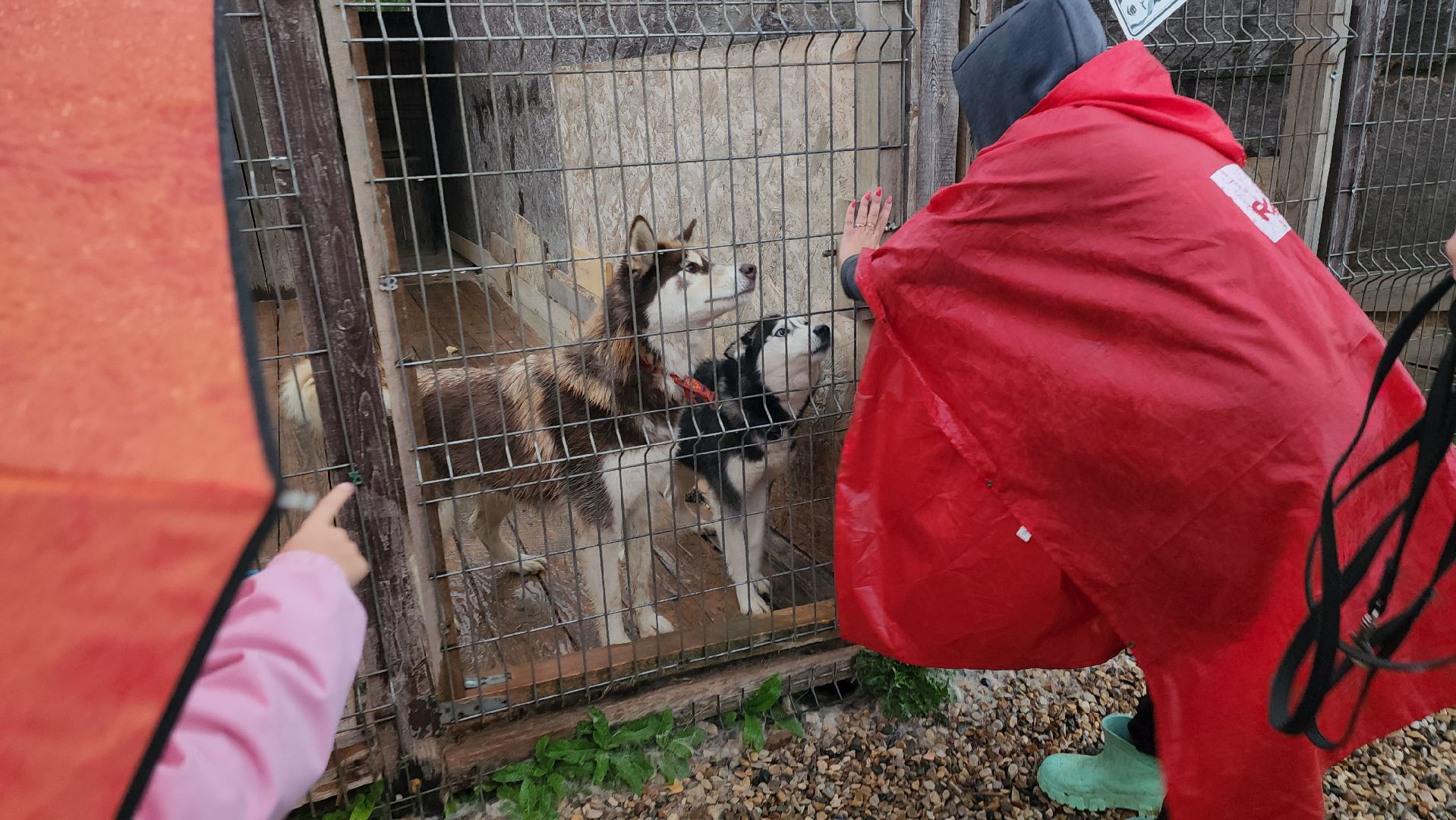 хаски, хаски-деревня, рузская аляска, руза бти, рузский городской округ, московская область, благотворительность, волонтерство,