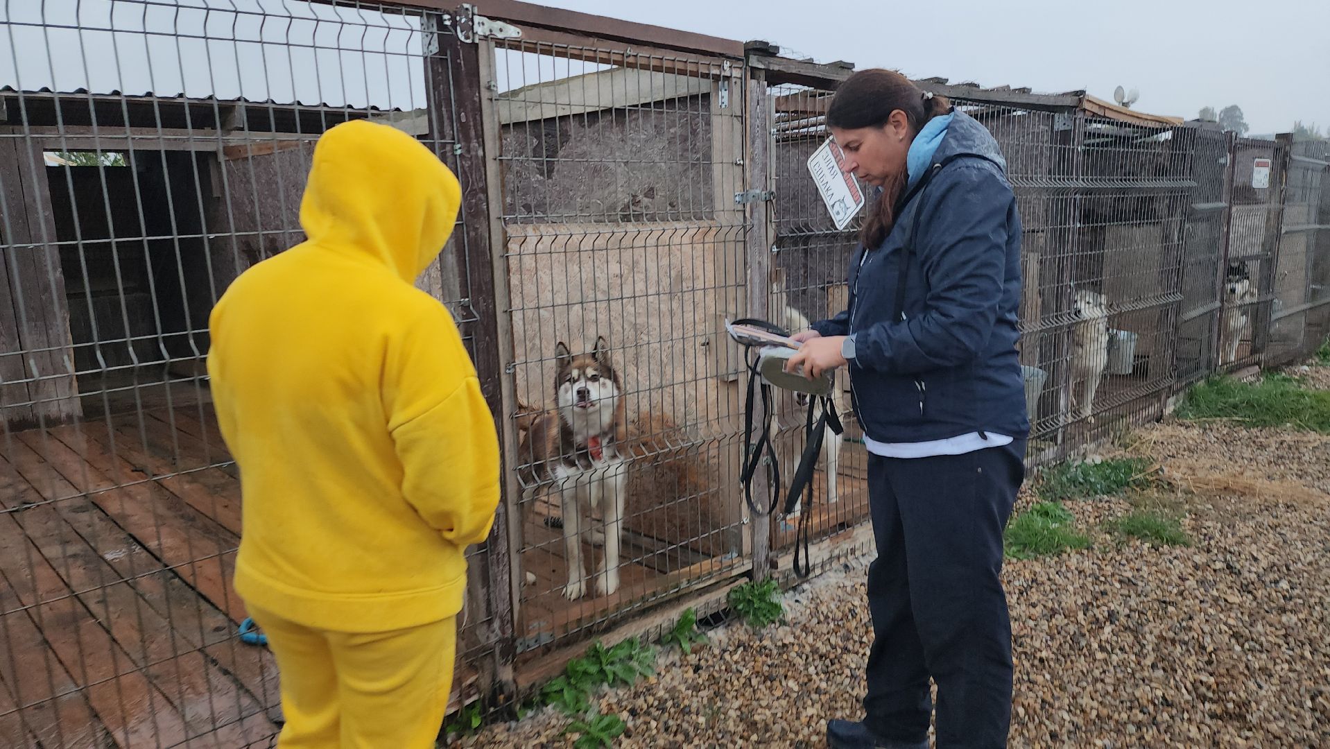 хаски, хаски-деревня, рузская аляска, руза бти, рузский городской округ, московская область, благотворительность, волонтерство,