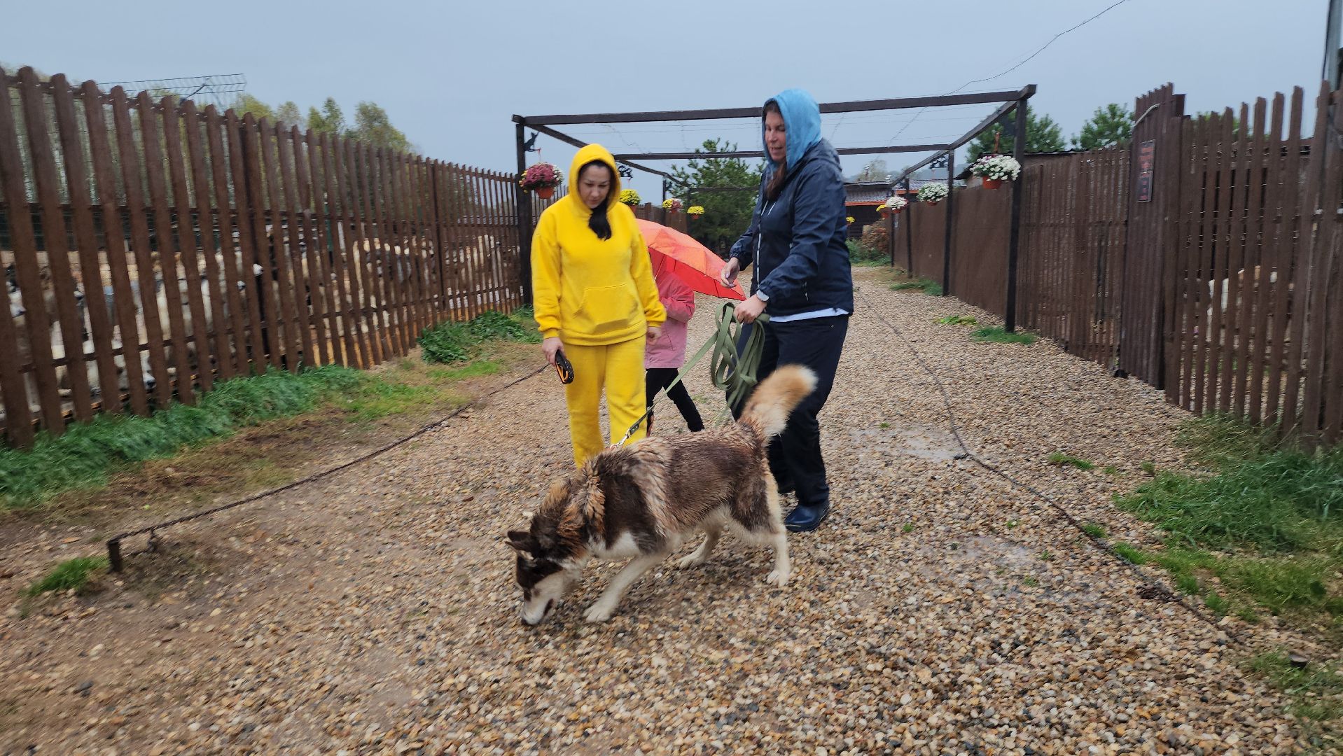 хаски, хаски-деревня, рузская аляска, руза бти, рузский городской округ, московская область, благотворительность, волонтерство,