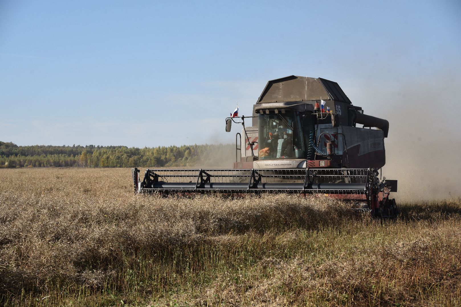 лотошино, сельское хозяйство, уборка урожая, урожай 2024, рапс,