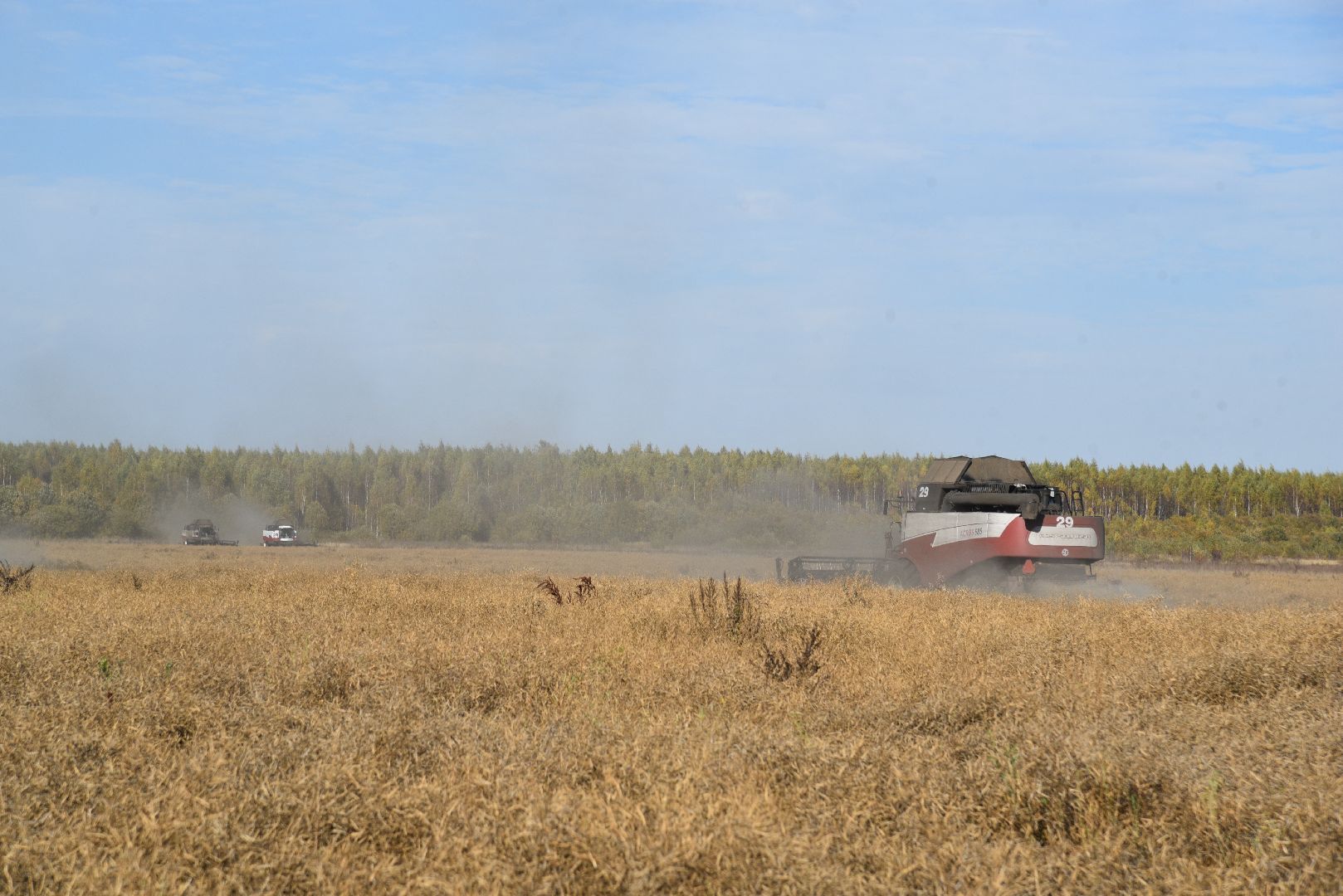 лотошино, сельское хозяйство, уборка урожая, урожай 2024, рапс,