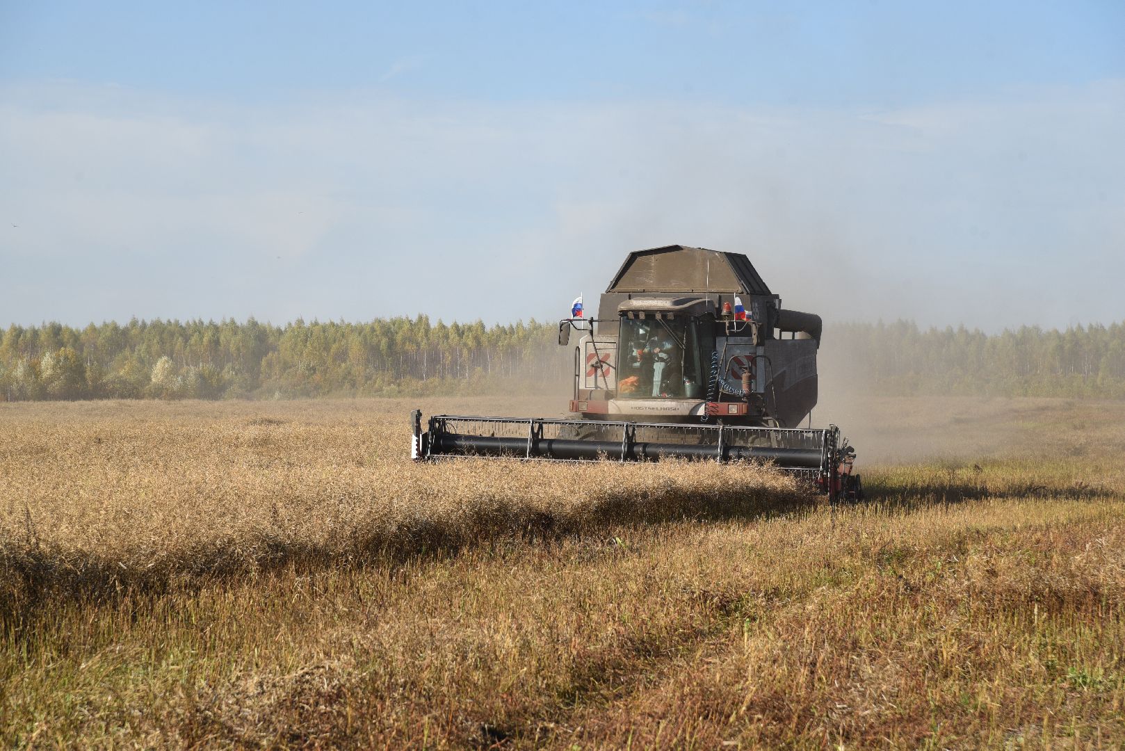 лотошино, сельское хозяйство, уборка урожая, урожай 2024, рапс,