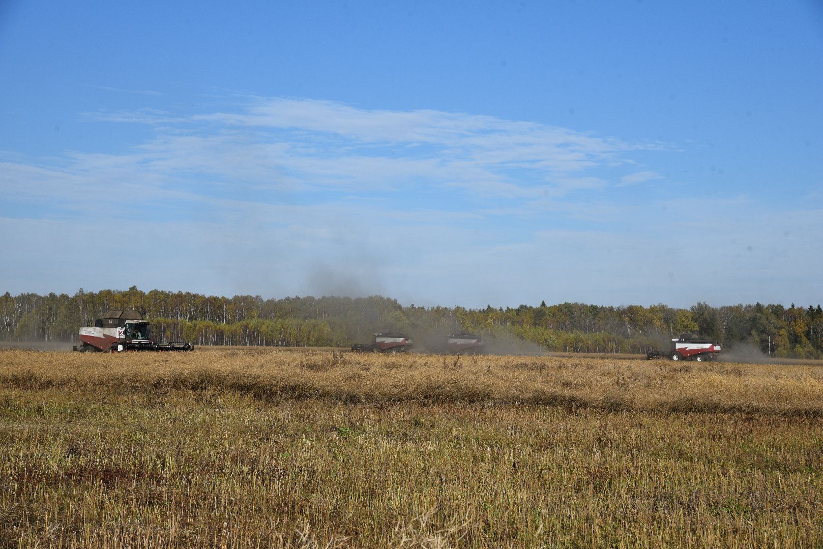 лотошино, сельское хозяйство, уборка урожая, урожай 2024, рапс,
