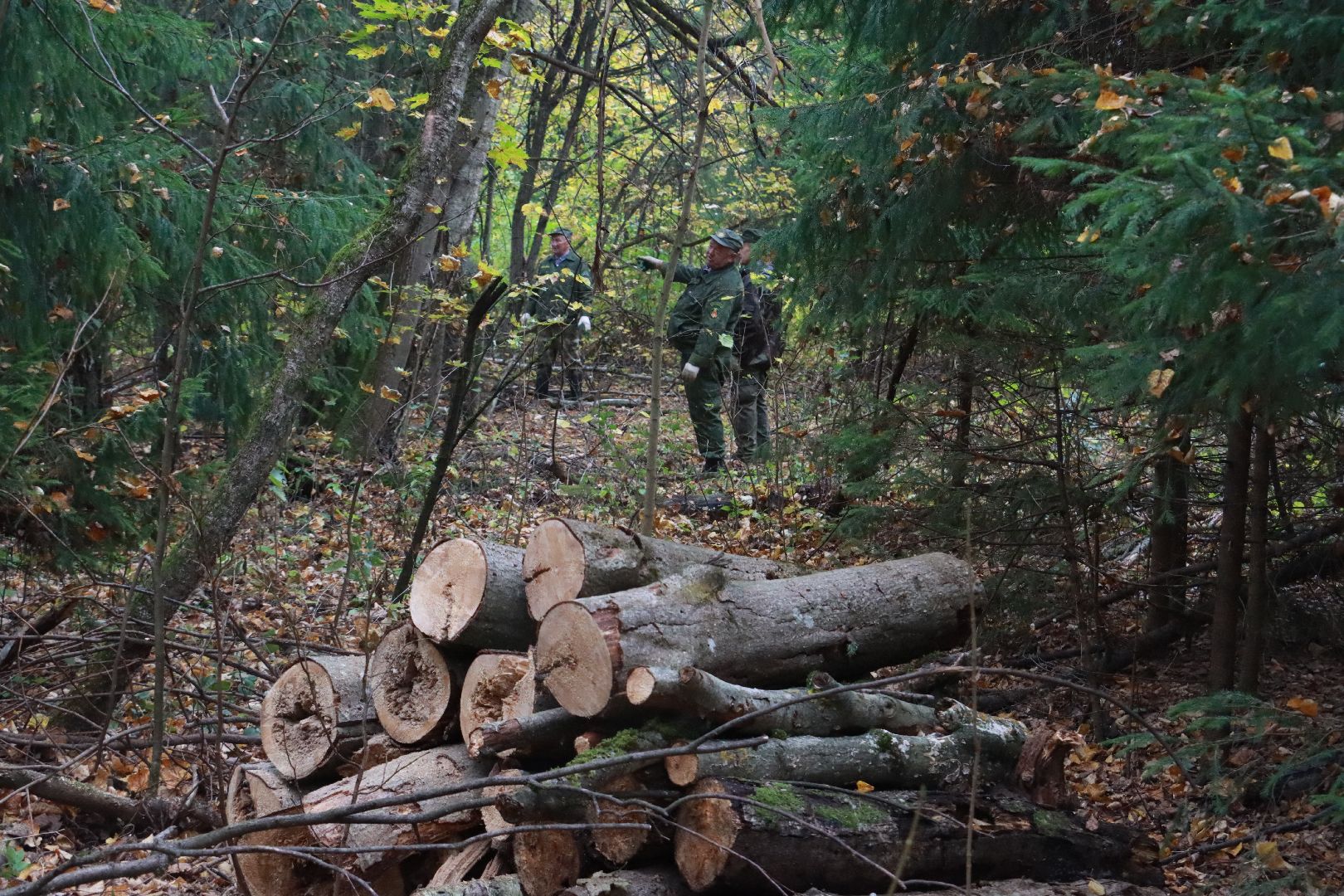 чистый лес, лесничество, экологическая акция,