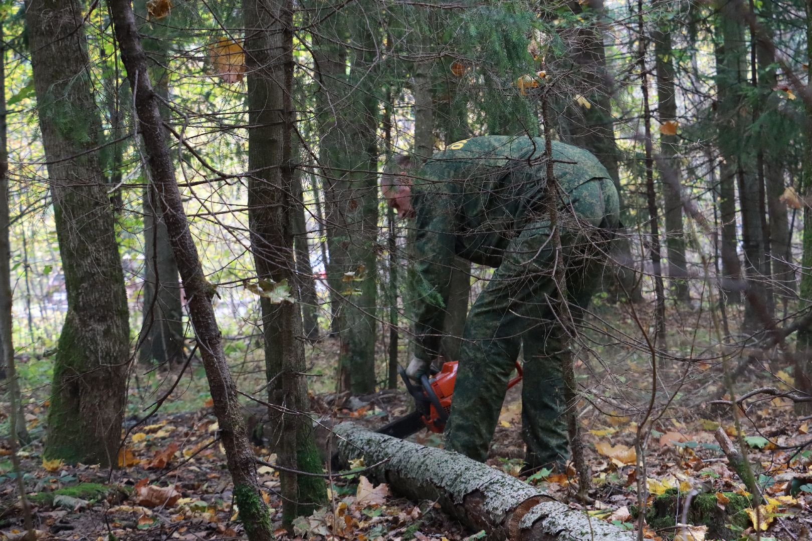 чистый лес, лесничество, экологическая акция,