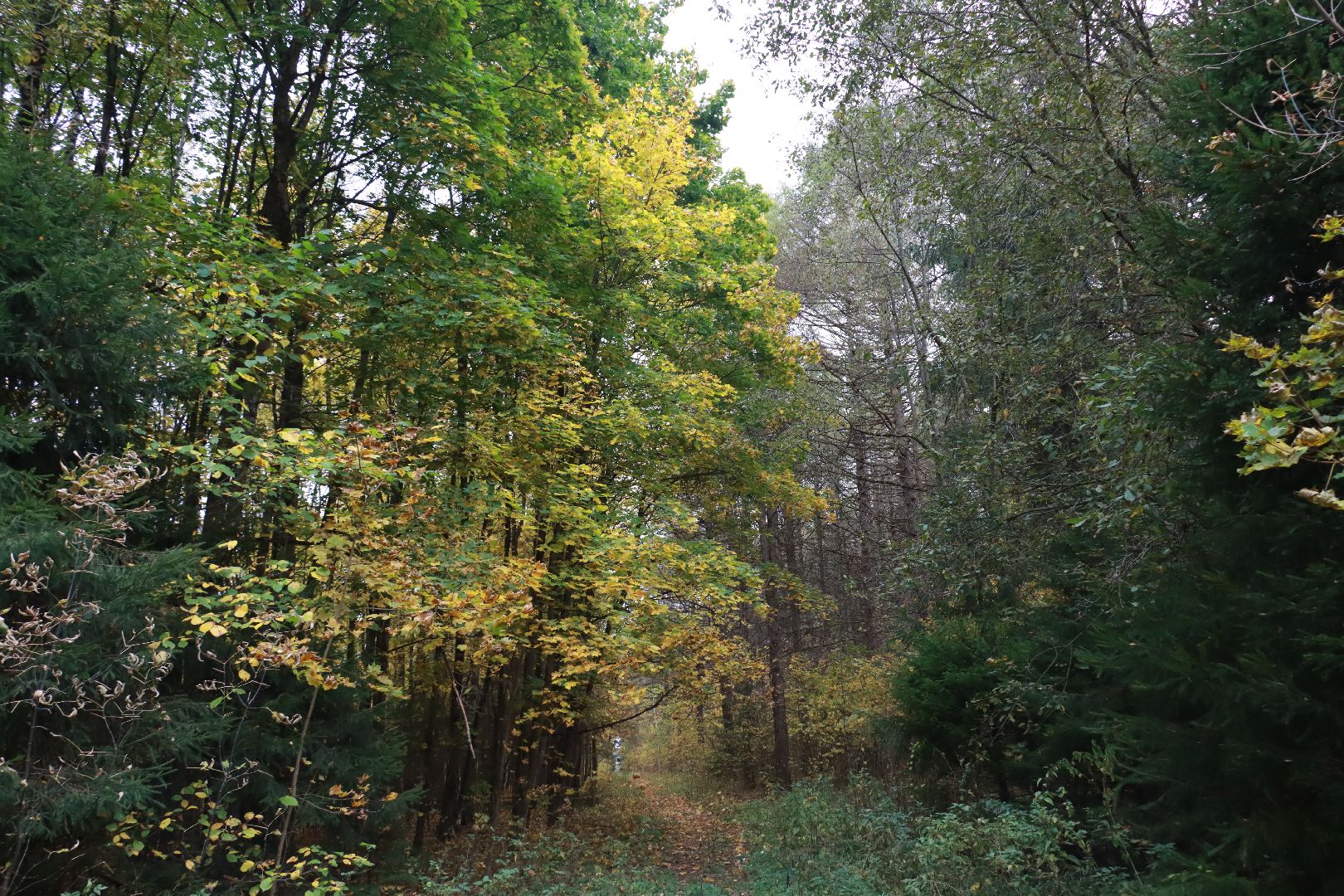чистый лес, лесничество, экологическая акция,