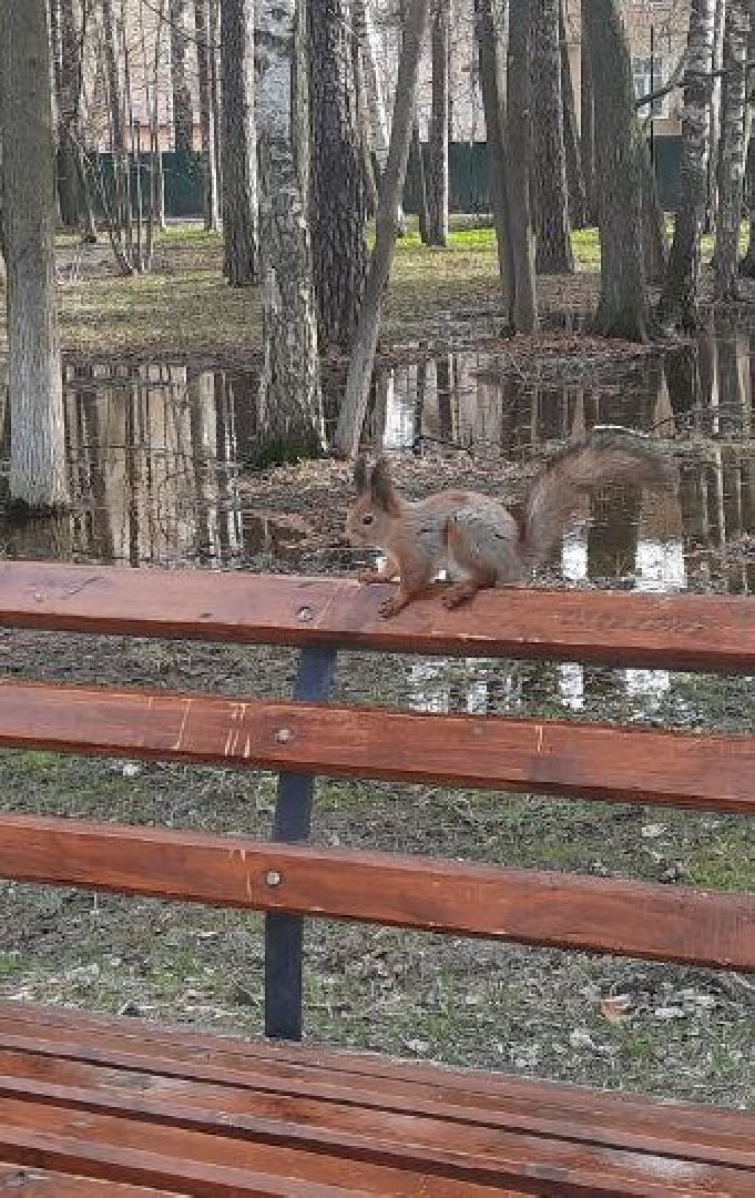 Можайск, Можайский городской округ, Подмосковье, белка, лесная белка, экология, дикие животные